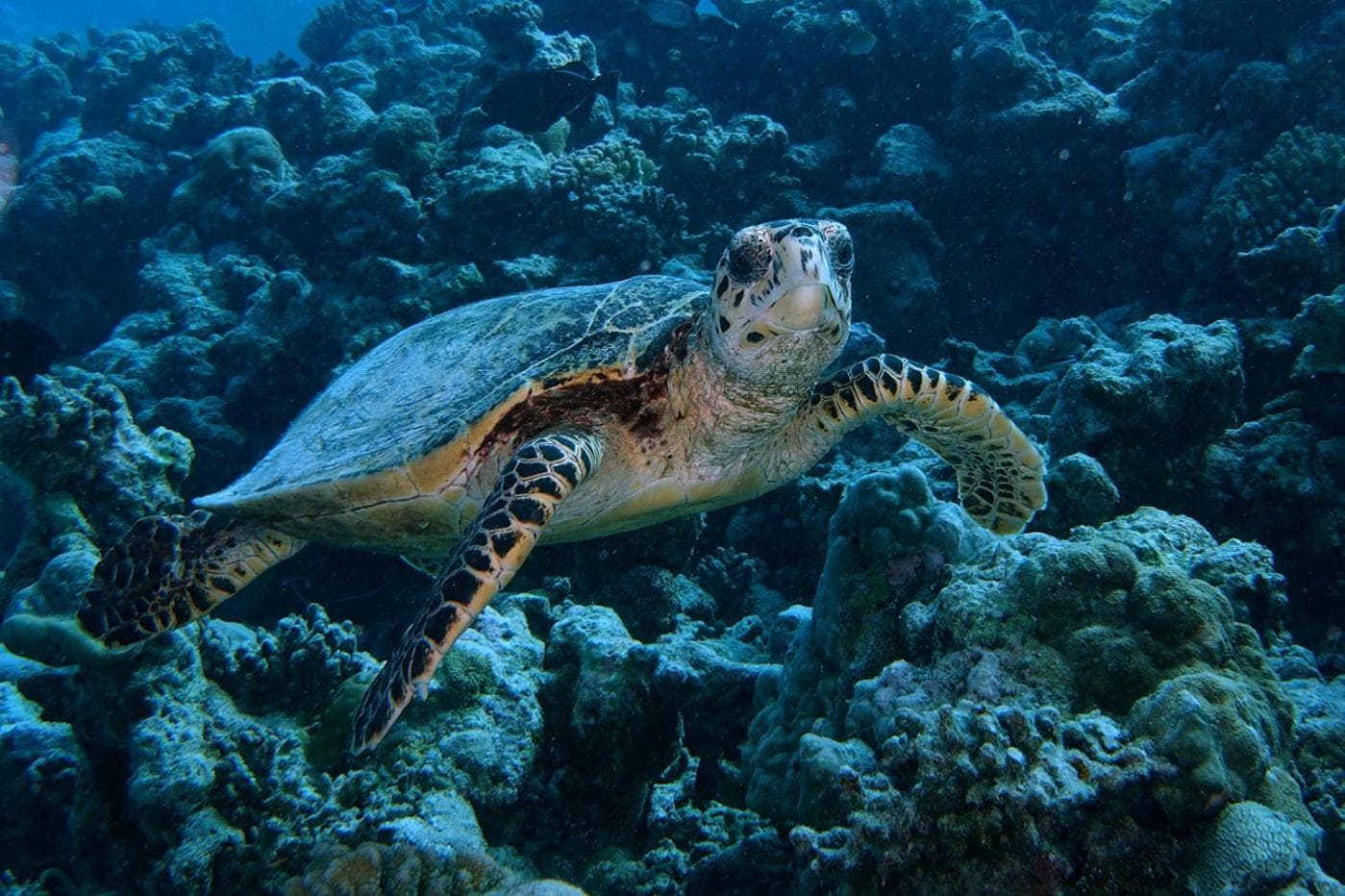 Plumeria Maldives - View 55