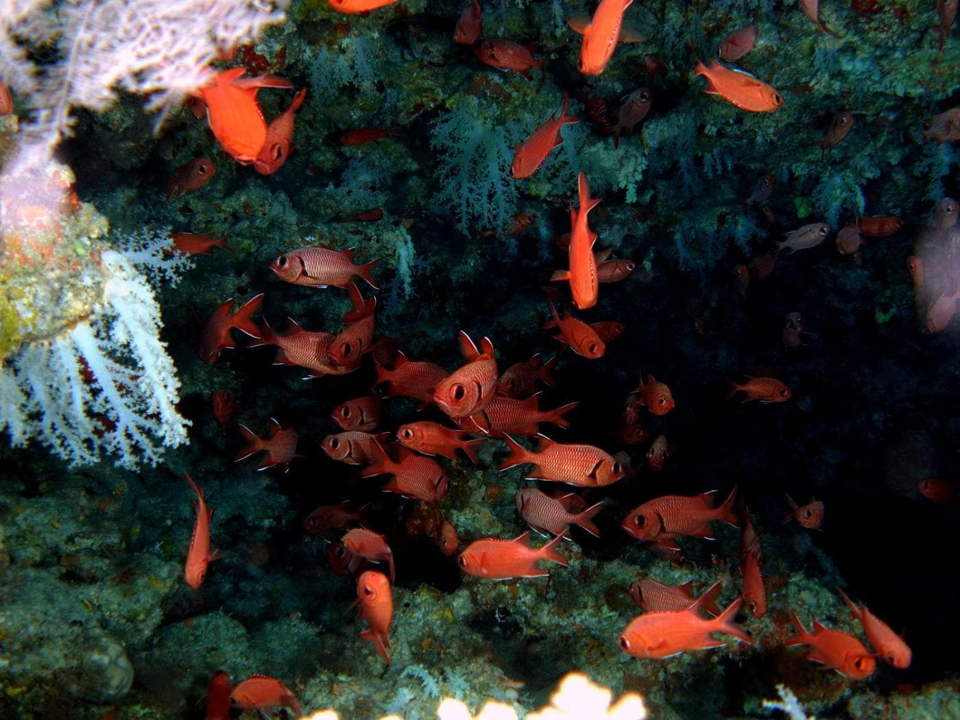 Plumeria Maldives - View 50