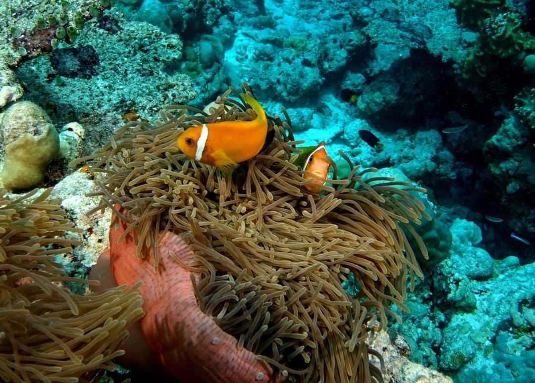 Plumeria Maldives - View 102