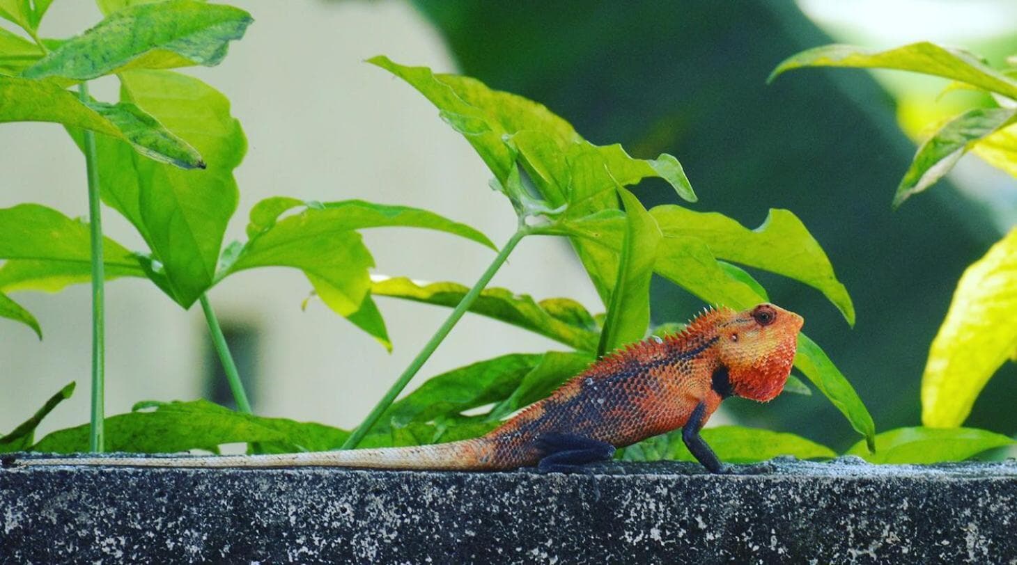 Tiger Shark Residence & Dive - View 31