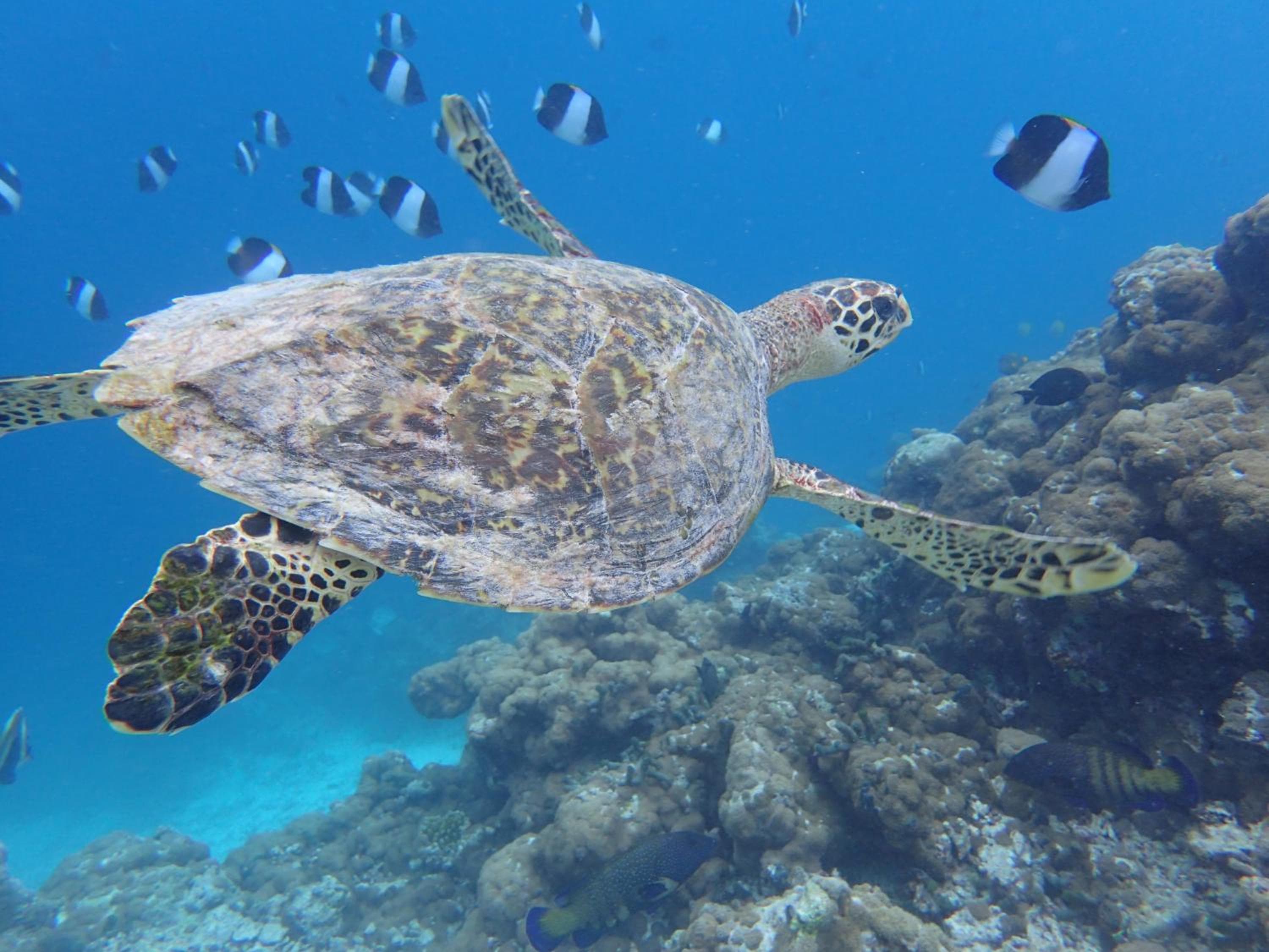 Nala Veli Beach & Spa - View 20