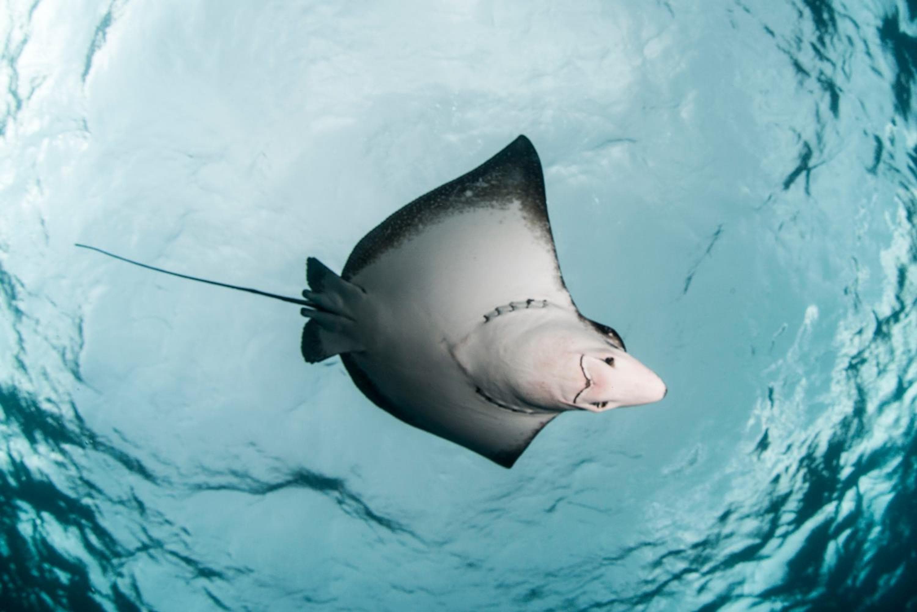 Sandies Bathala - View 62