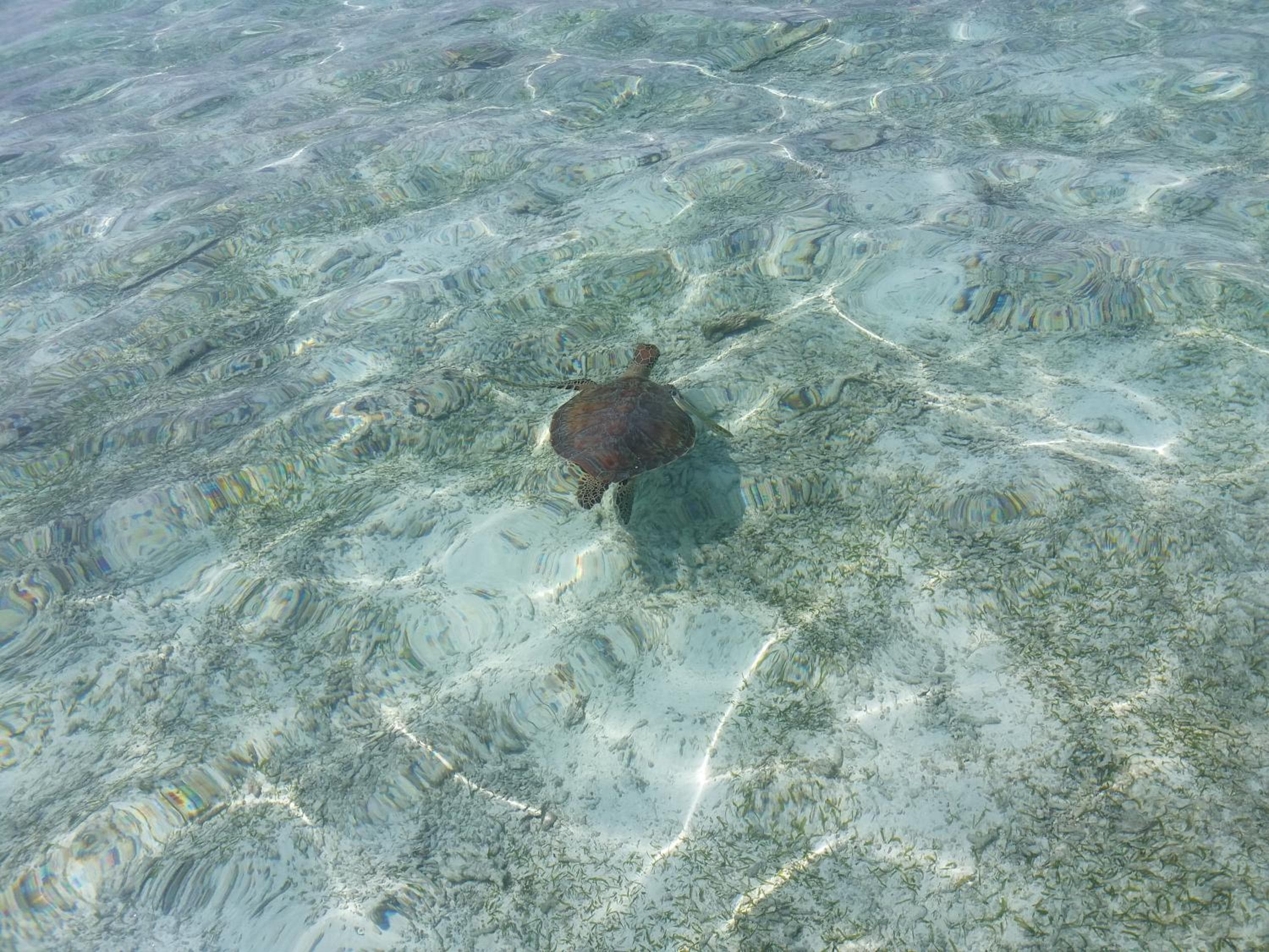 Ras Rana Lodge - View 198