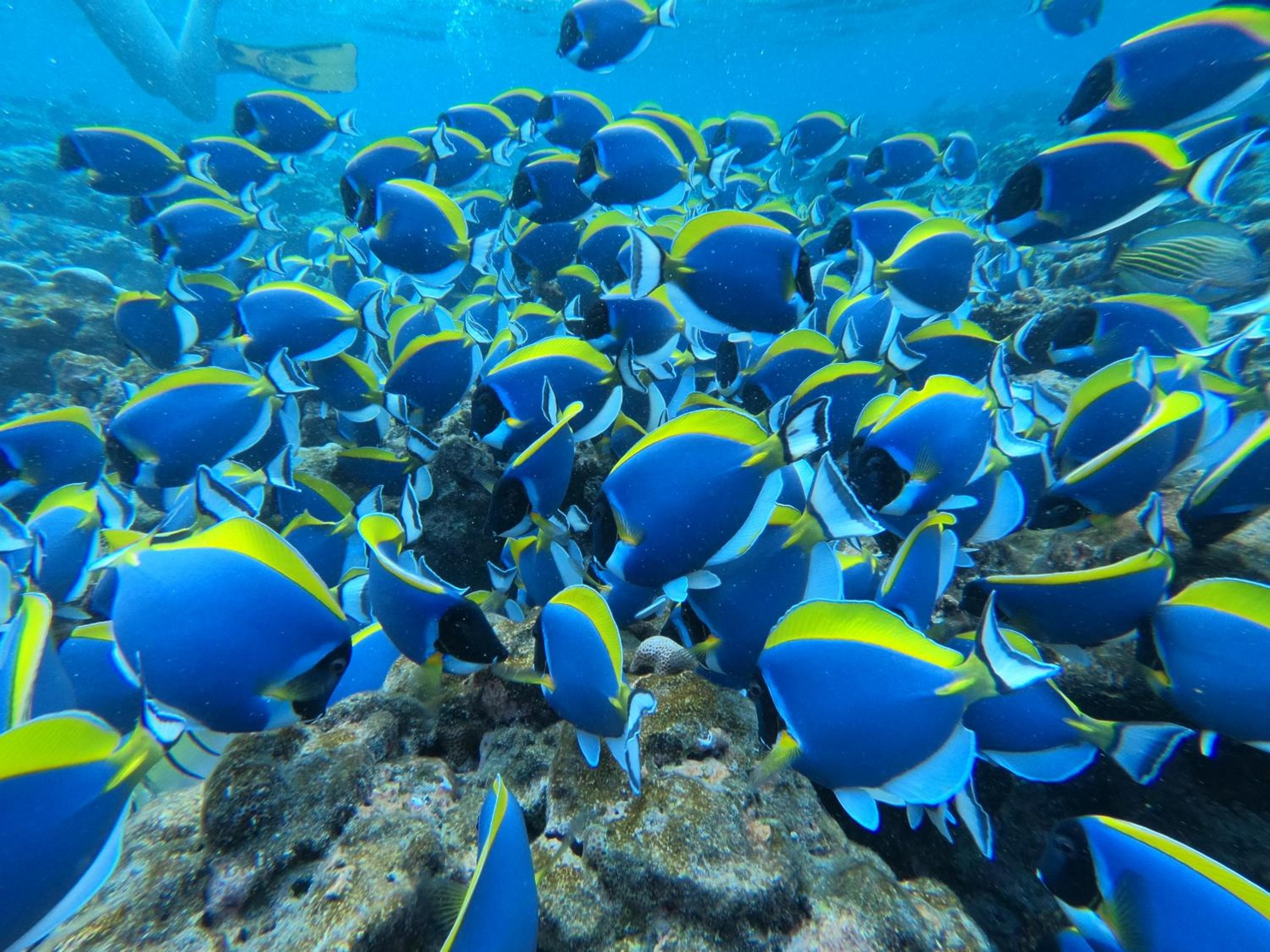 The Sunrise Huraa - View 81