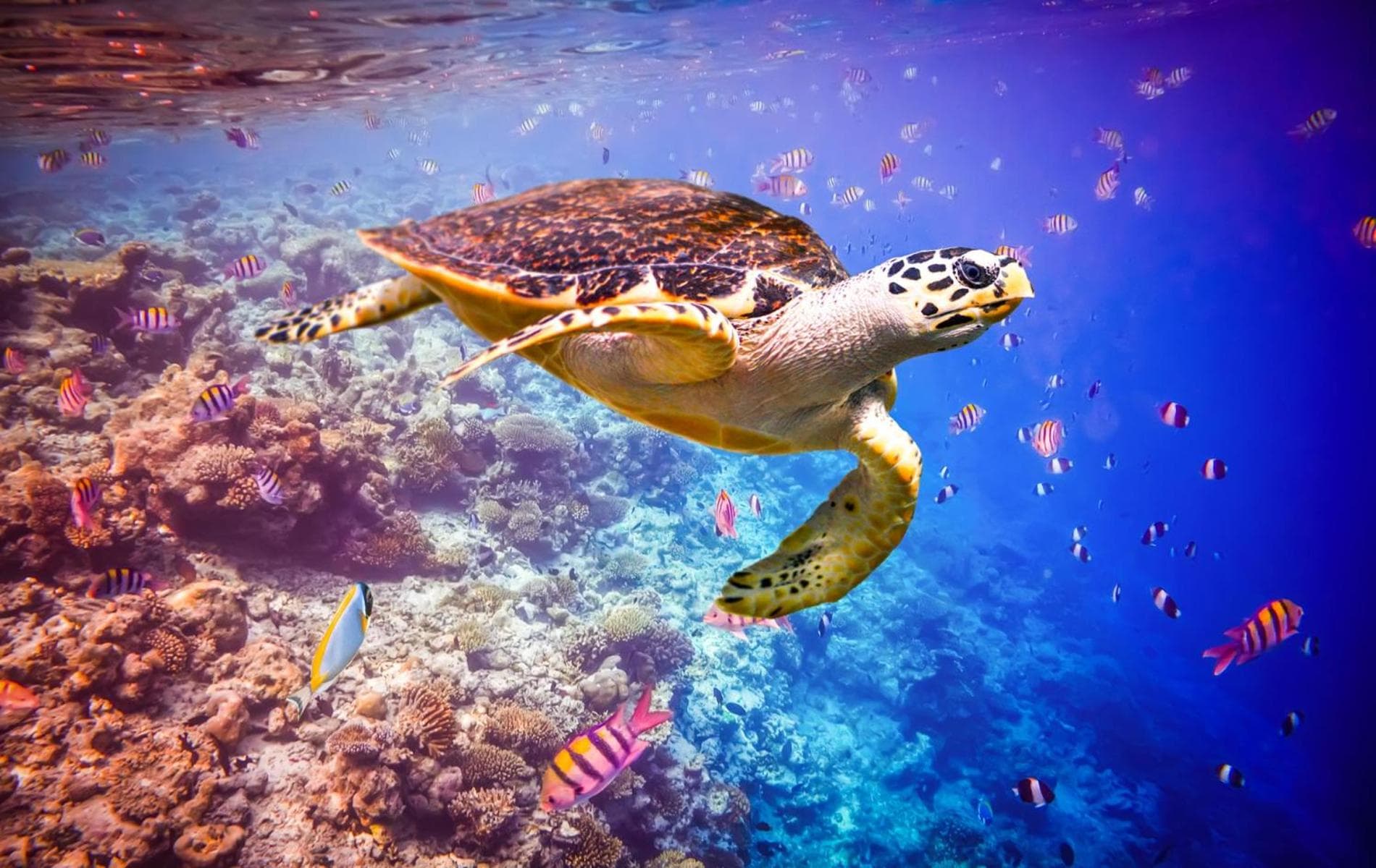 Huvan Beach Hotel at Hulhumale - View 38