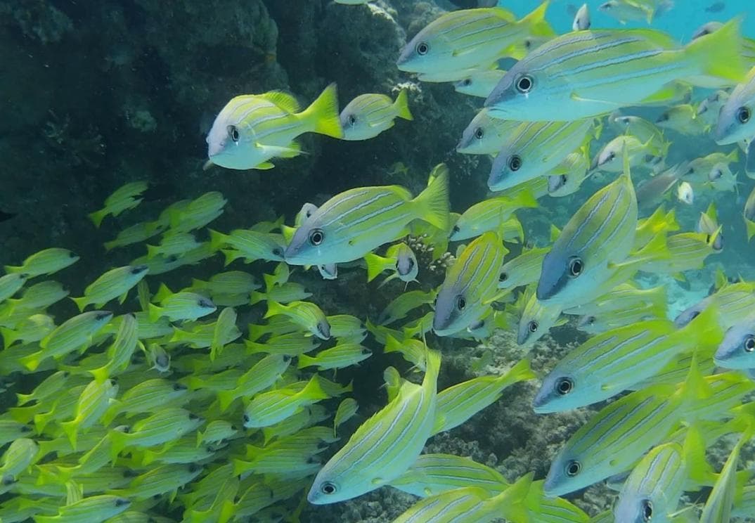 Ras Rana Lodge - View 184