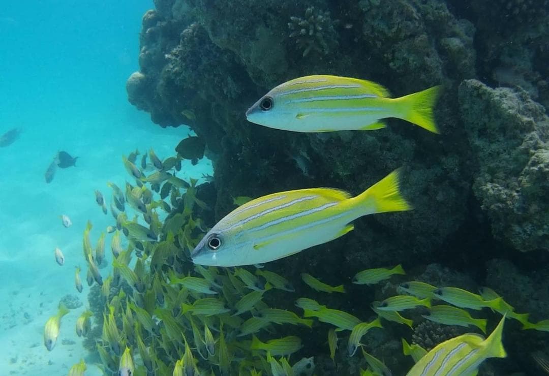 Ras Rana Lodge - View 183