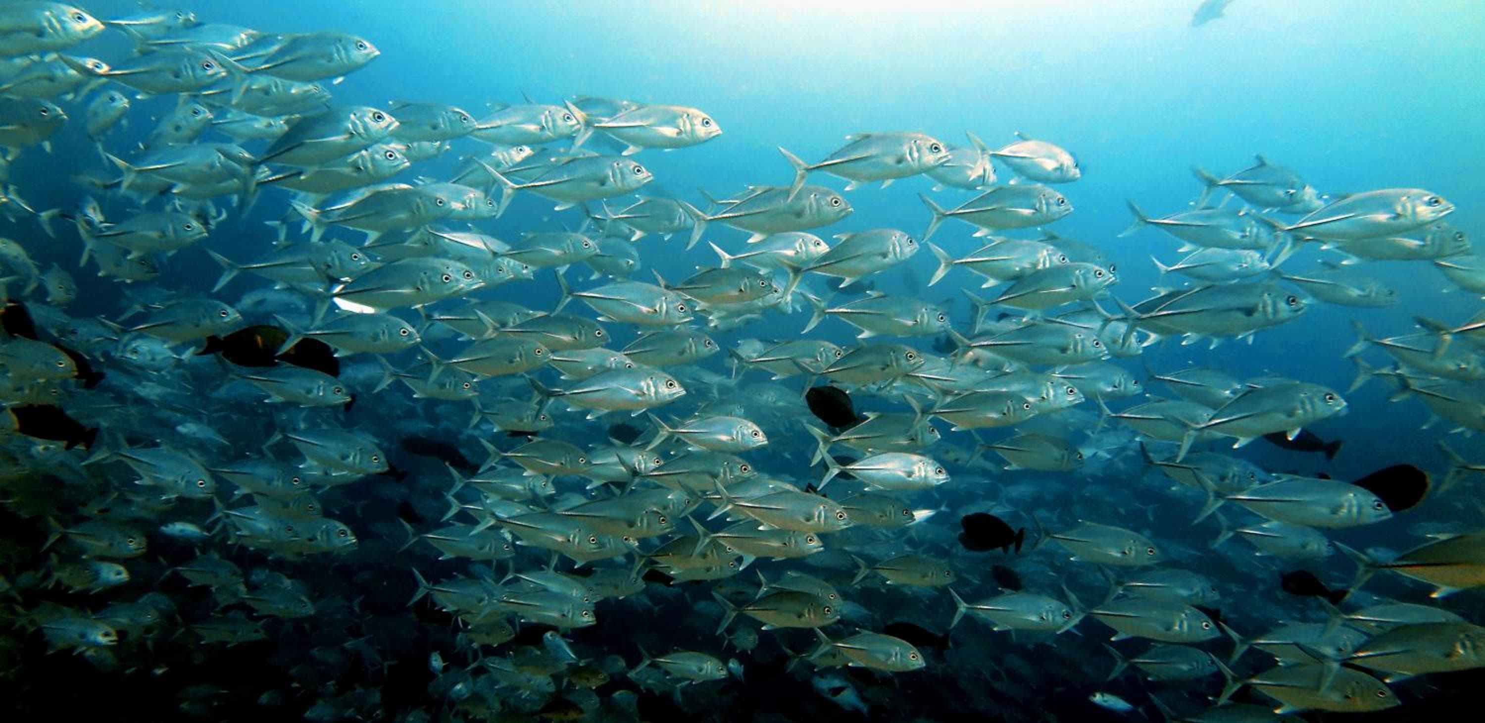 Beach Cottage - View 71