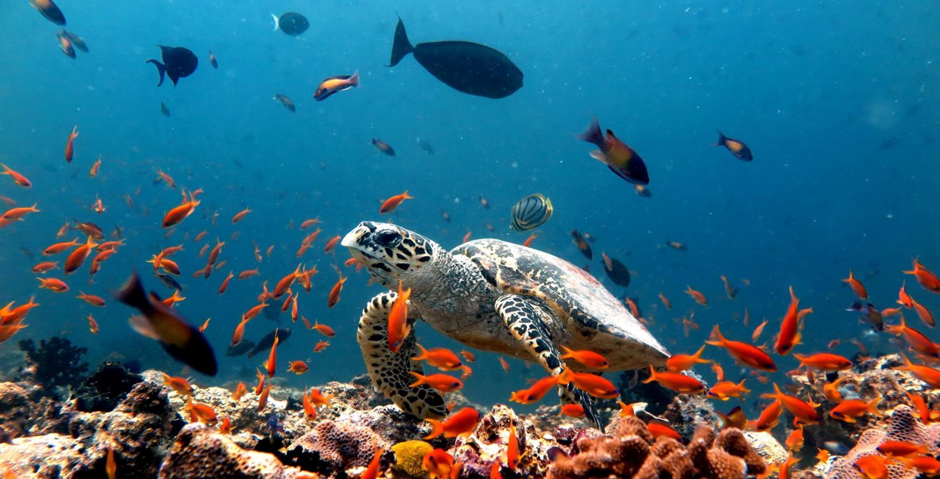 Beach Cottage - View 61