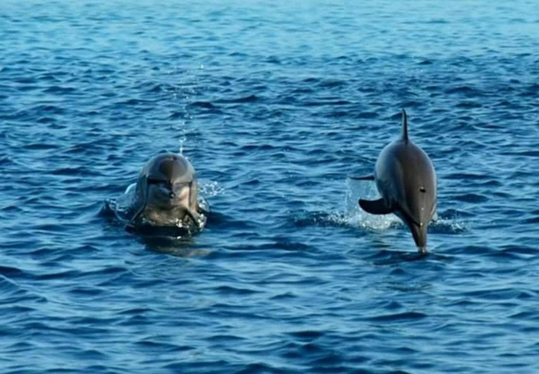 Ras Rana Lodge - View 110