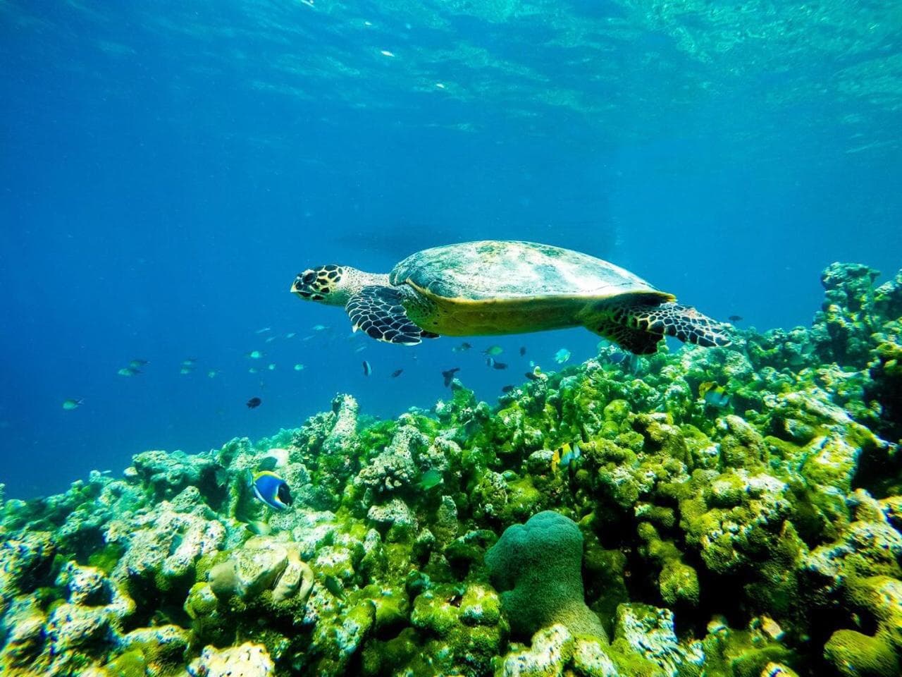 Old Town Inn Maldives - View 24