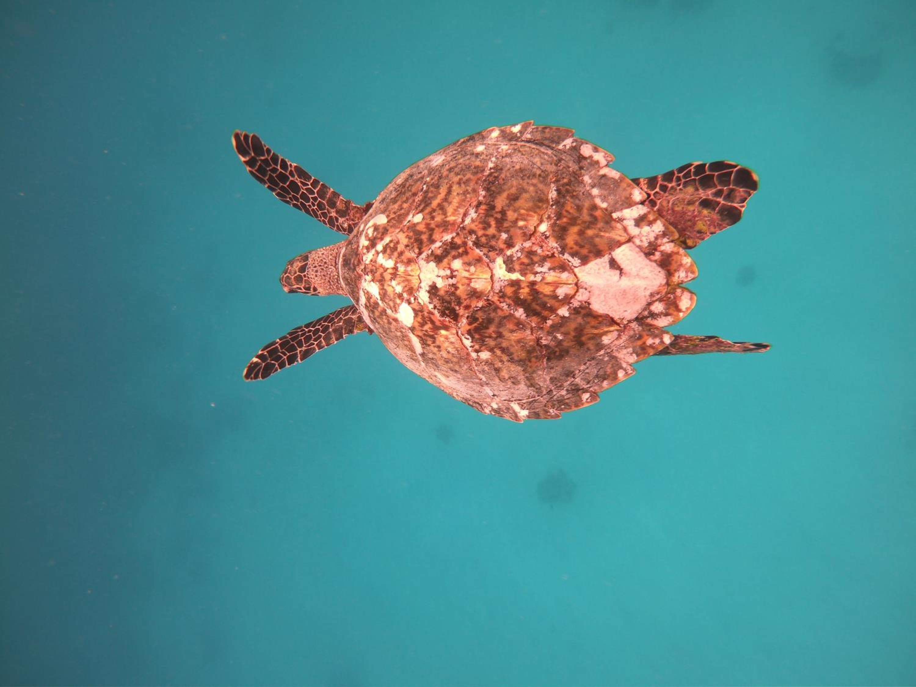 Ras Rana Lodge - View 107