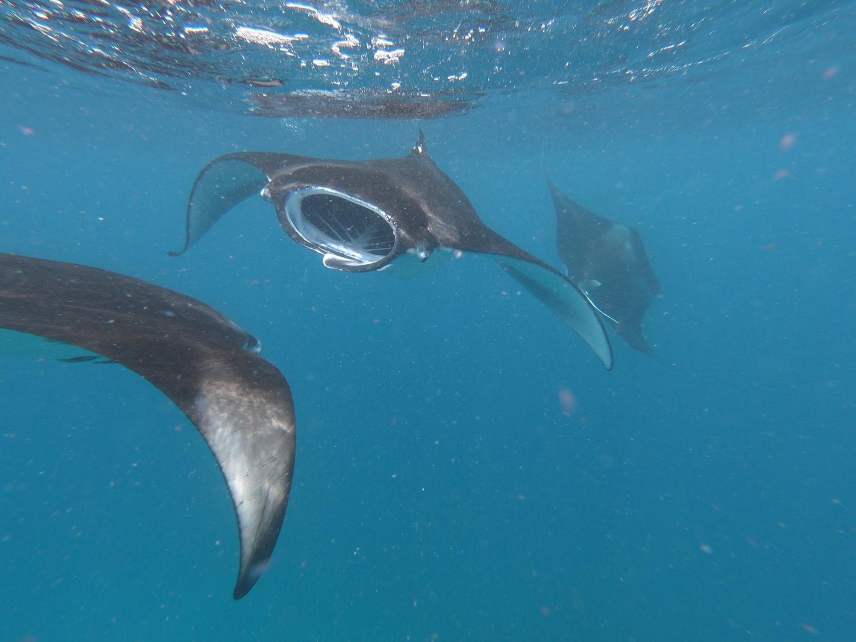 Ras Rana Lodge - View 105