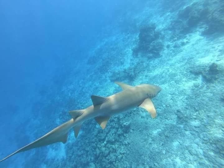 Ras Rana Lodge - View 104