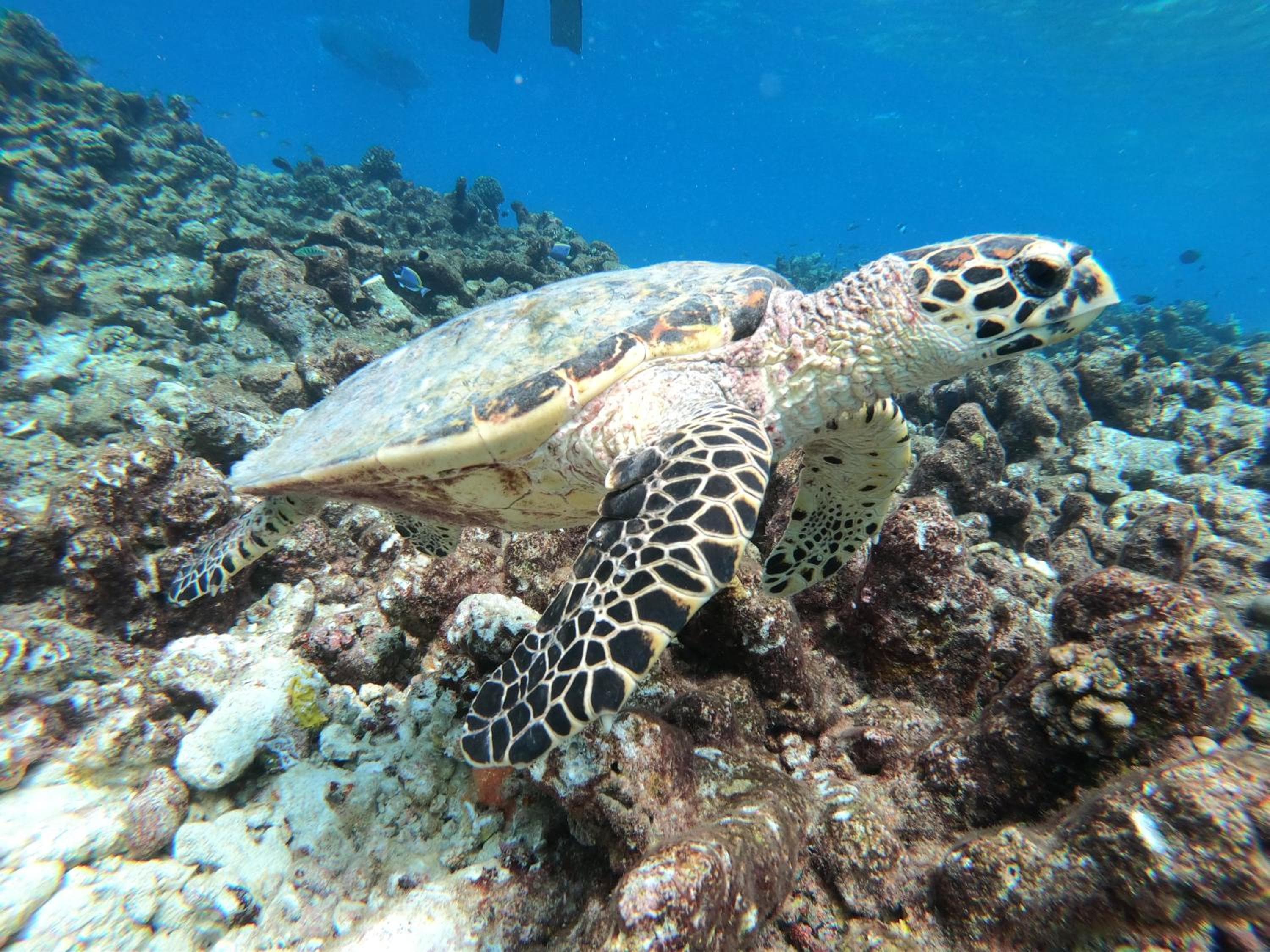 Acqua Blu Rasdhoo - View 8