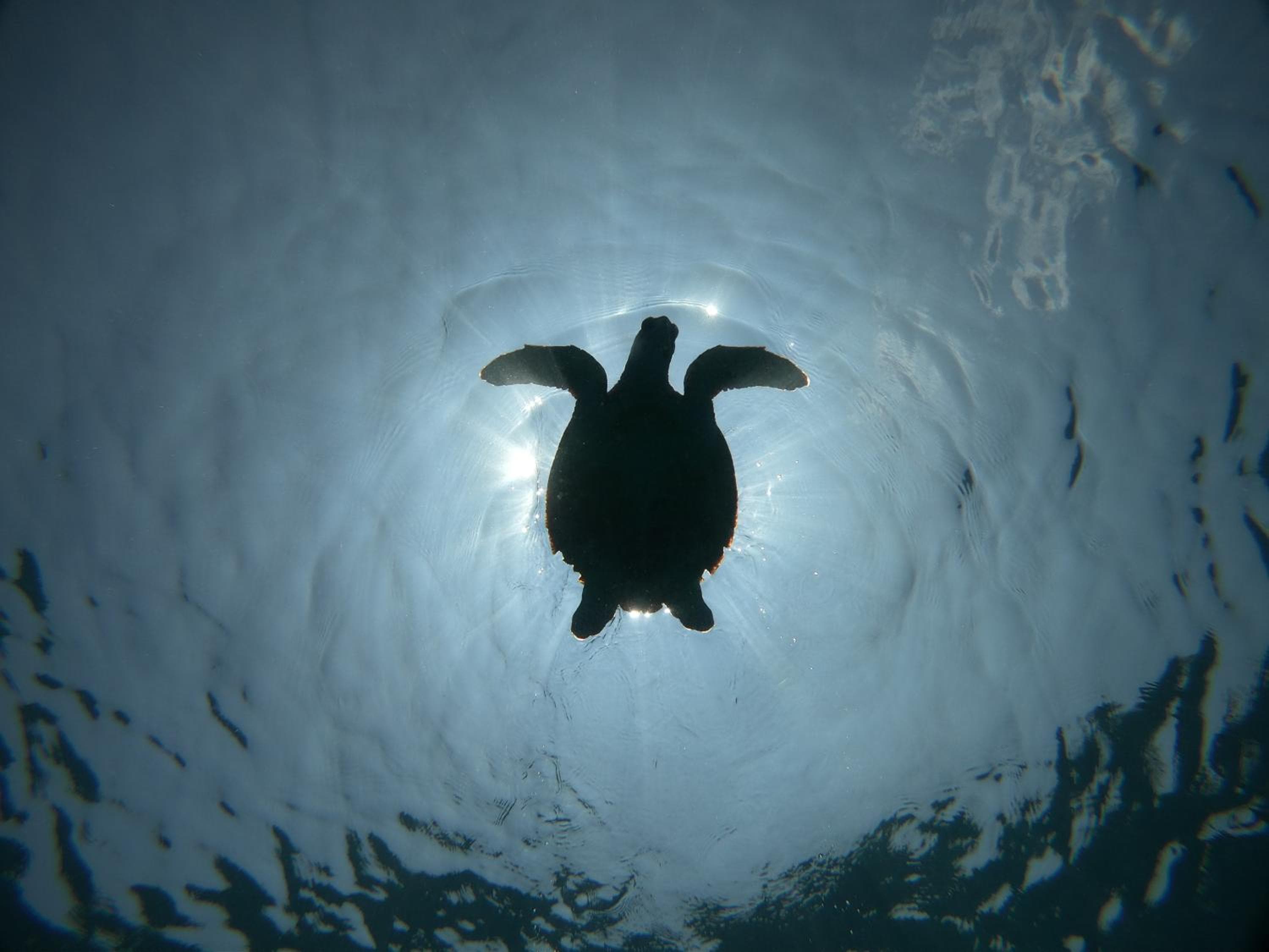 Acqua Blu Rasdhoo - View 3