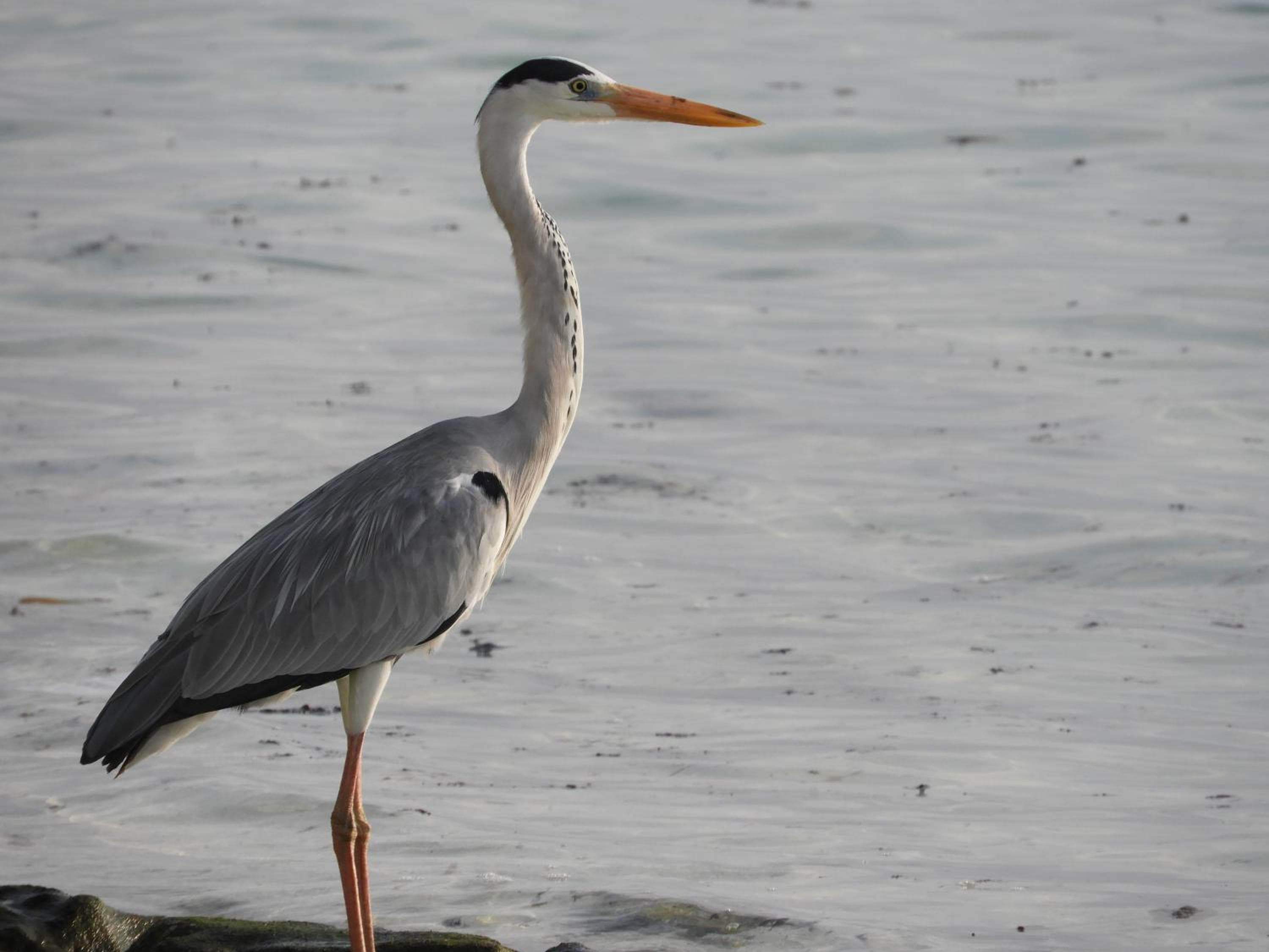 Karaa Village - View 36