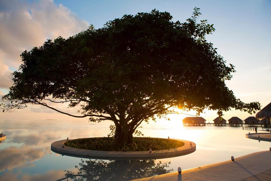 Dusit Thani Maldives - 50 percent off on Transfers for Stays of 5 Nights stay until 20 December 2026 - View 46