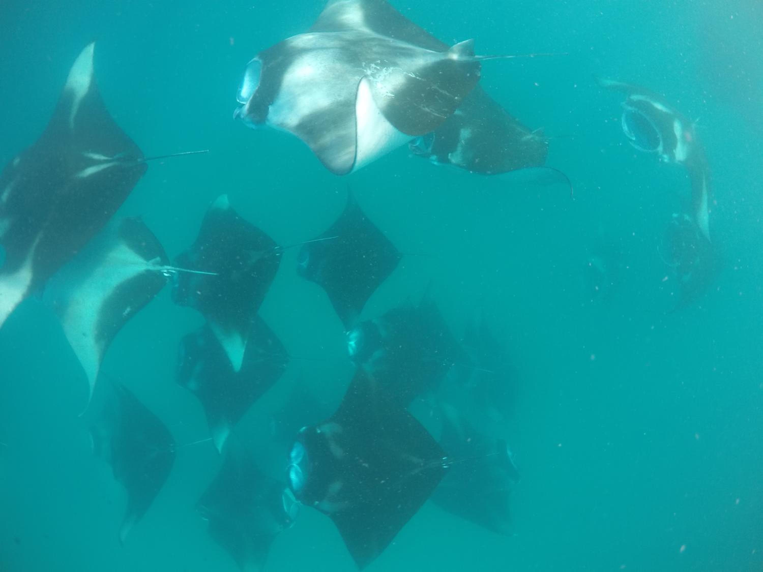 The Beehive - View 52