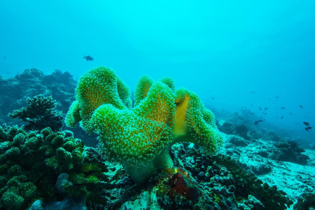 Embudu Village Maldives - View 64