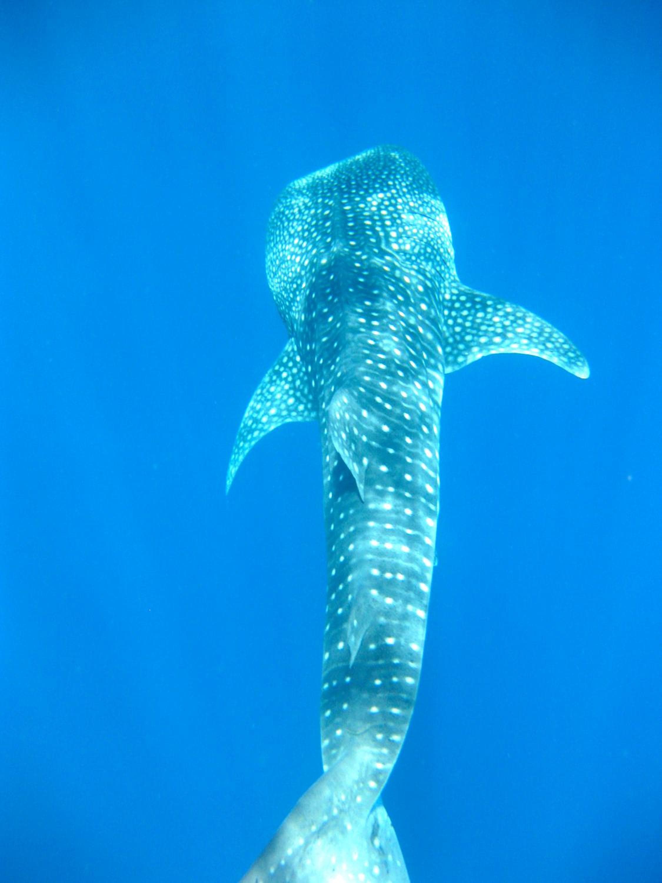 LUX* South Ari Atoll Resort & Villas - View 79