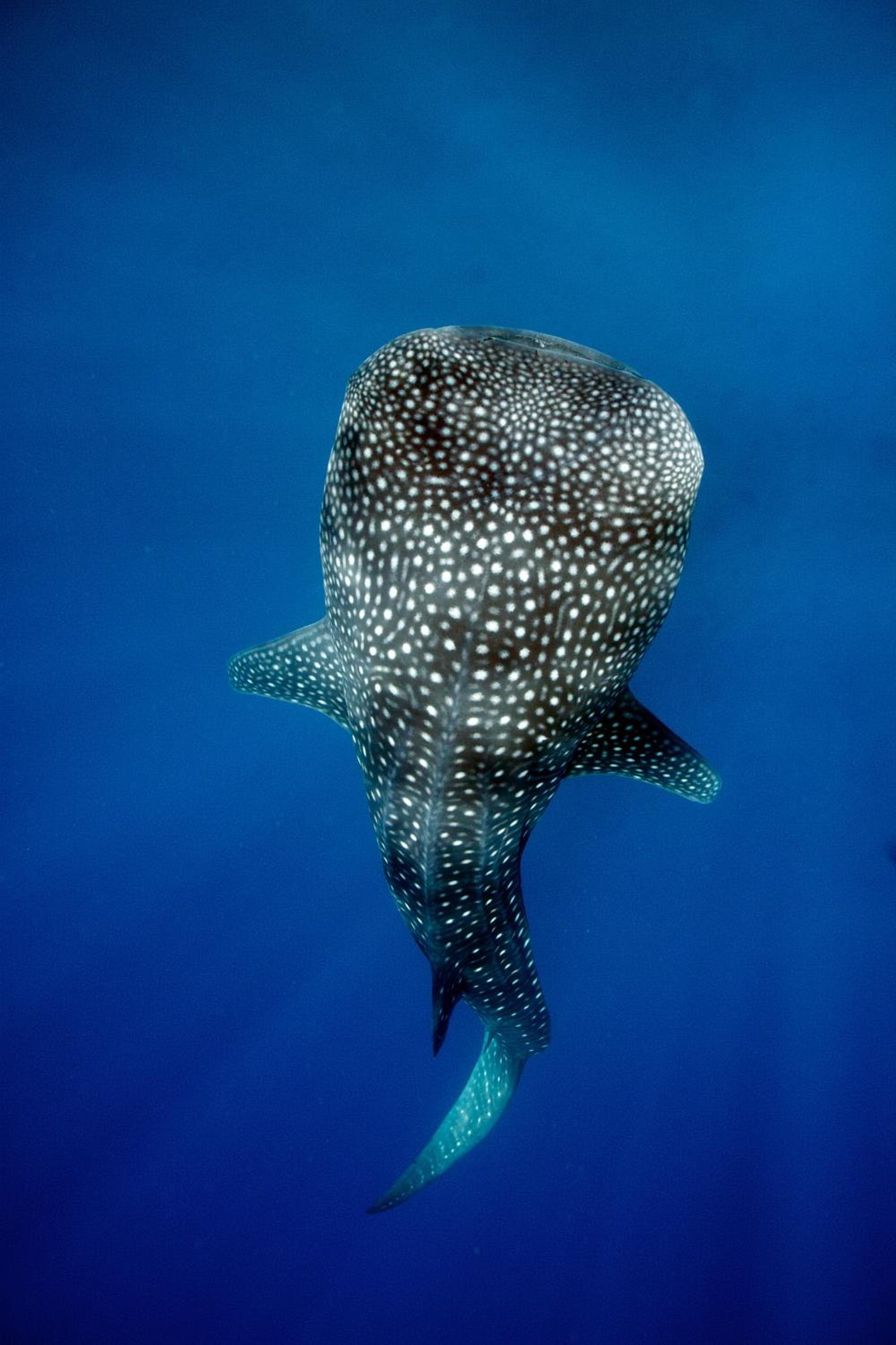 LUX* South Ari Atoll Resort & Villas - View 78