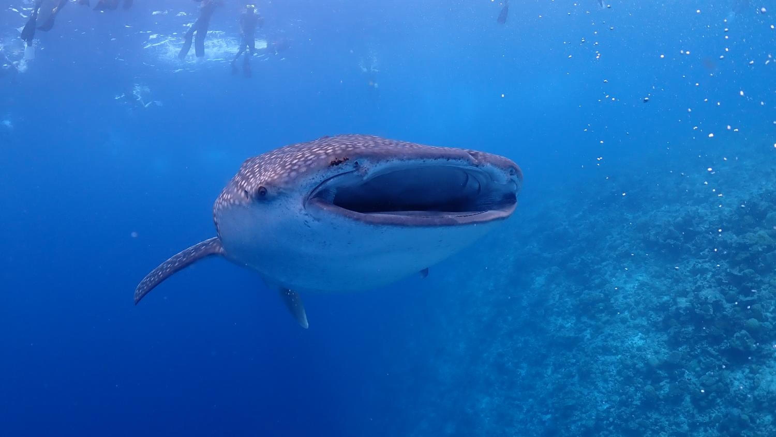 Boutique Beach All Inclusive Diving Hotel - View 44