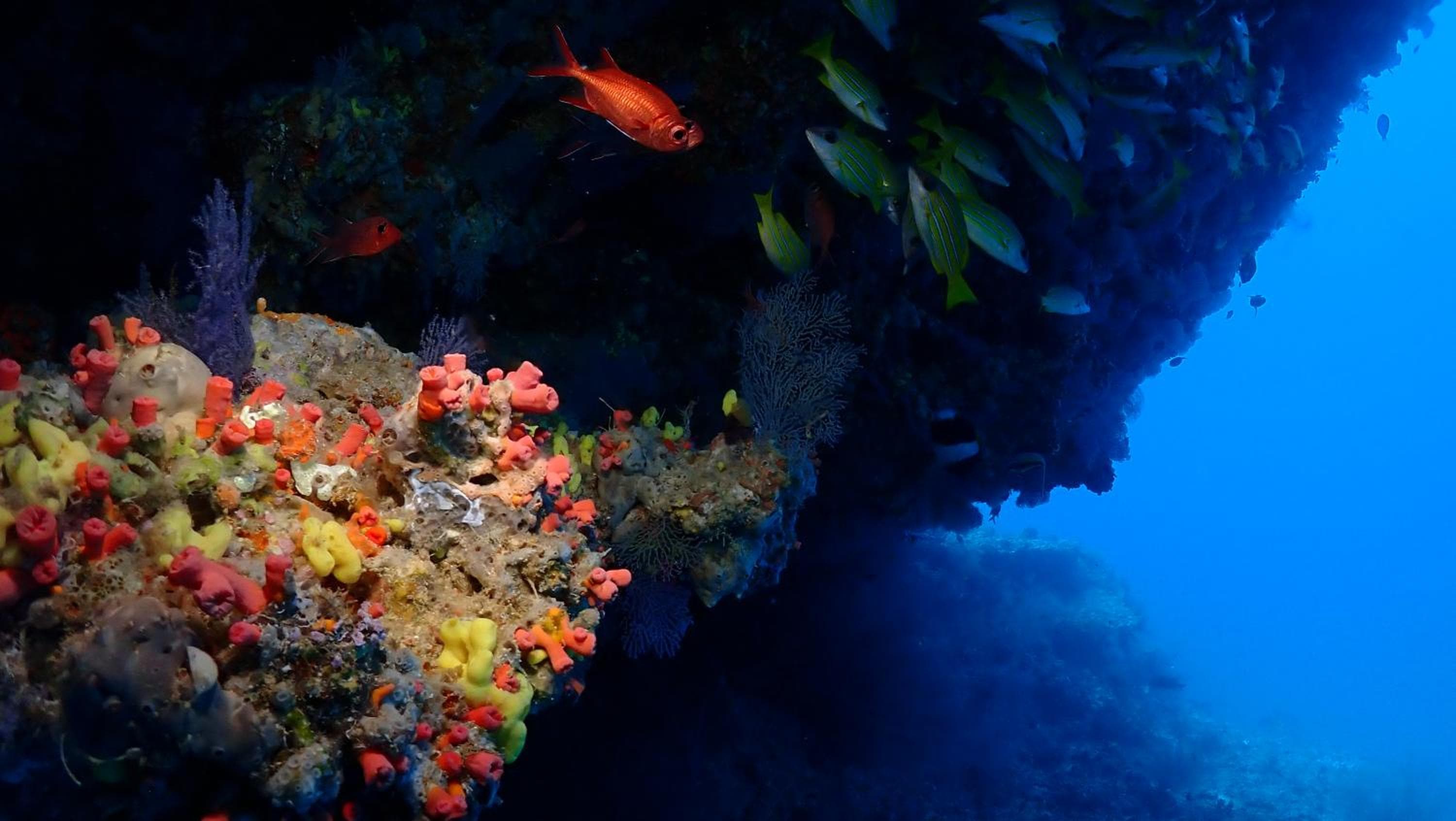 Boutique Beach All Inclusive Diving Hotel - View 5