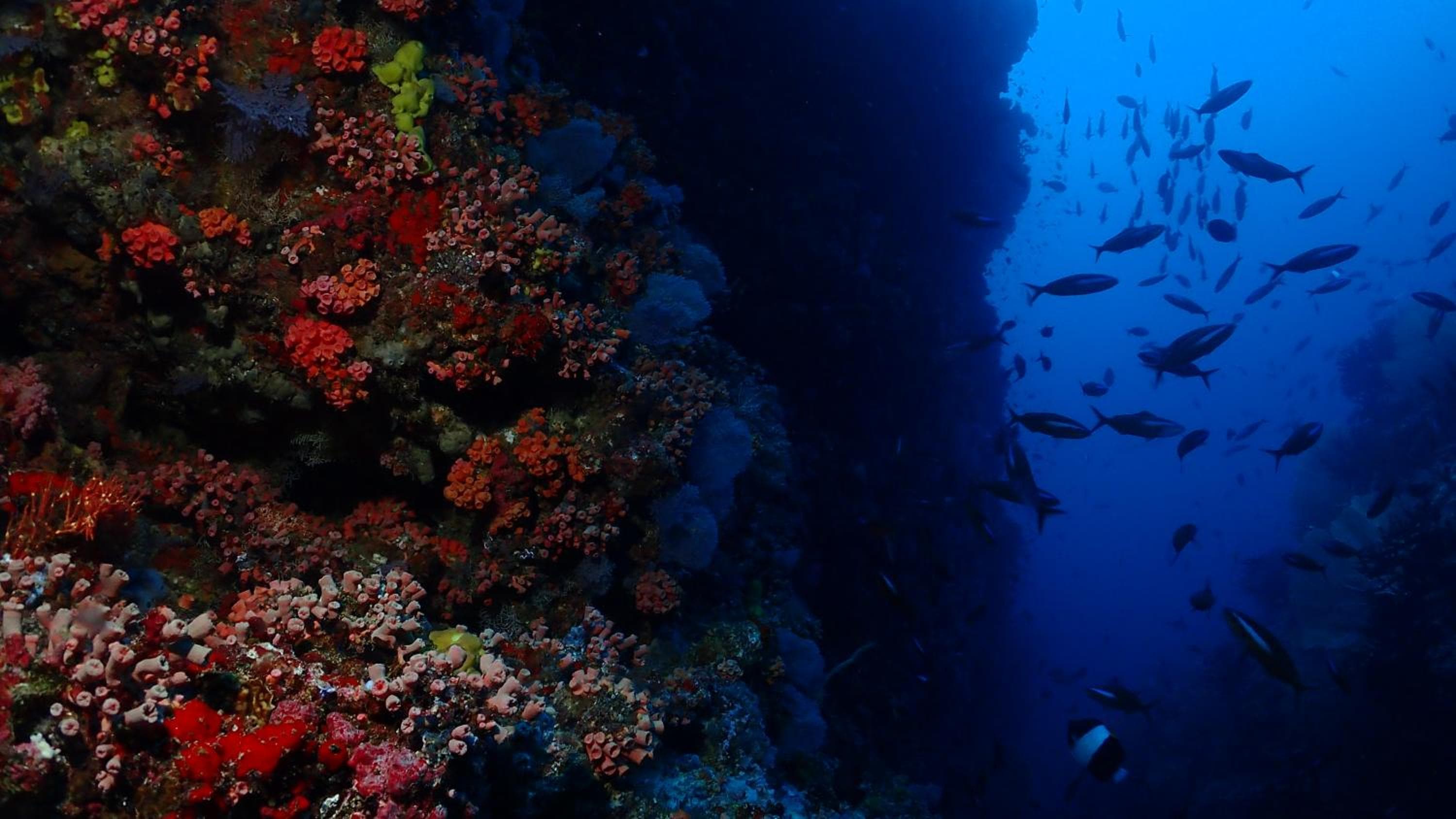 Boutique Beach All Inclusive Diving Hotel - View 4