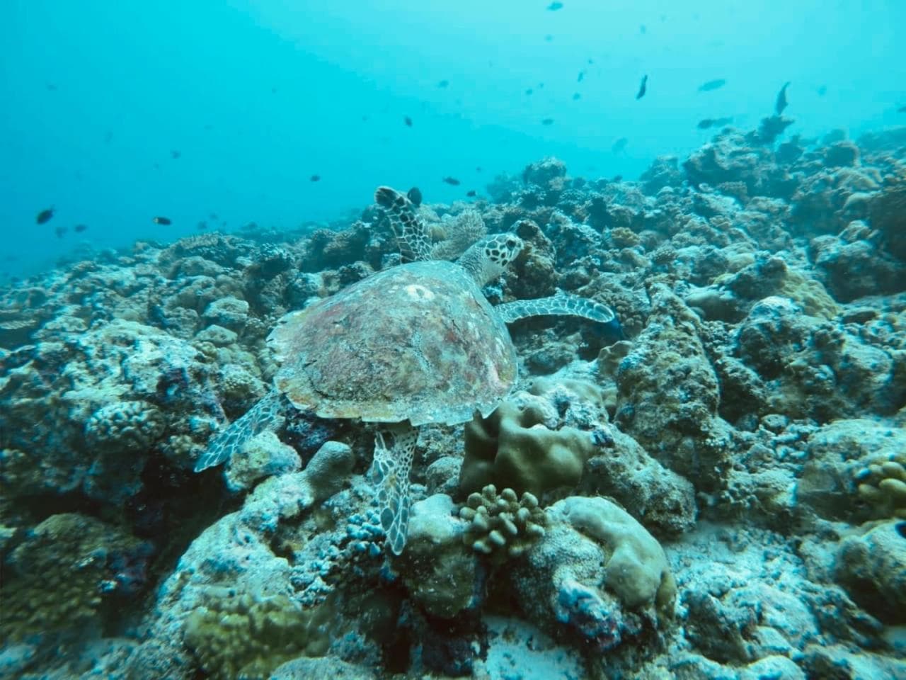 Veli Beach Inn - View 50