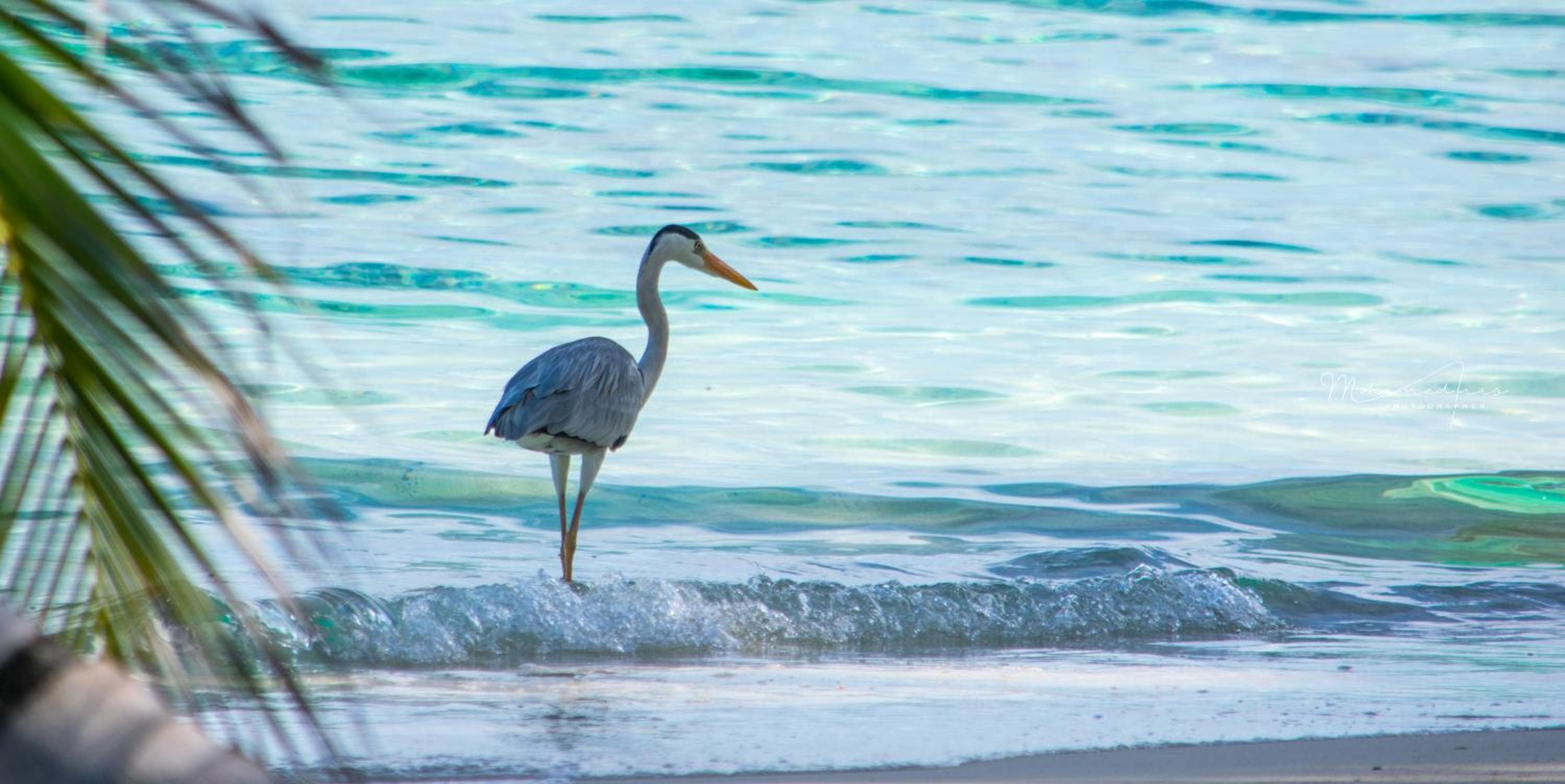 Masfalhi View Inn - View 56