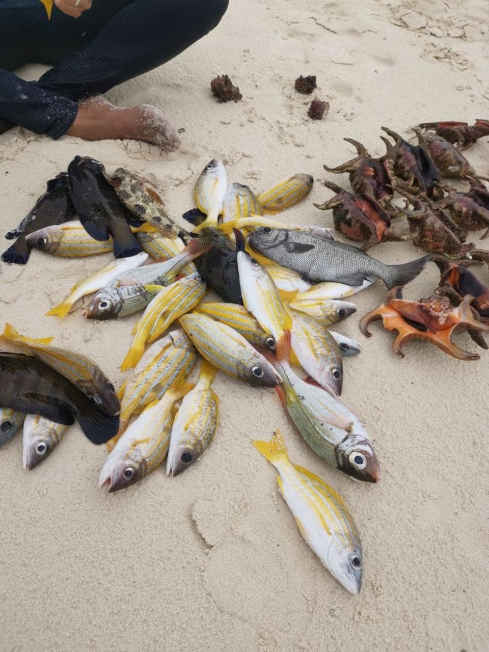 Alesara Guest House - View 61