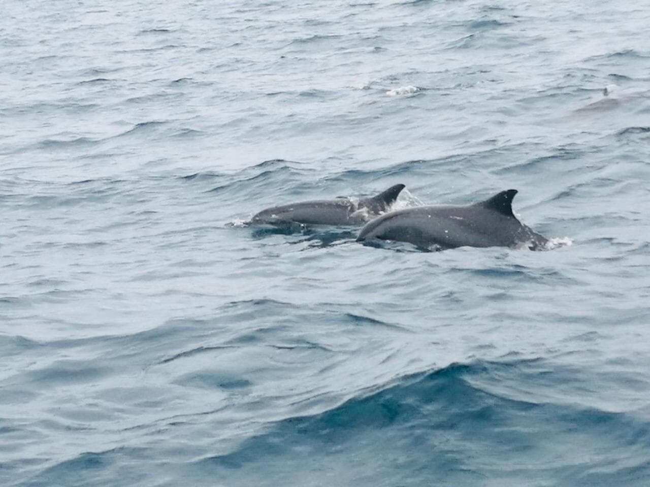 Maafushi View - View 5