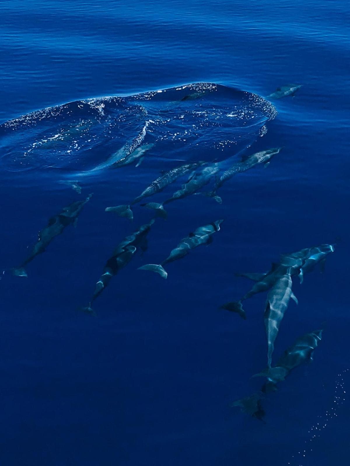 Ras Rana Lodge - View 71