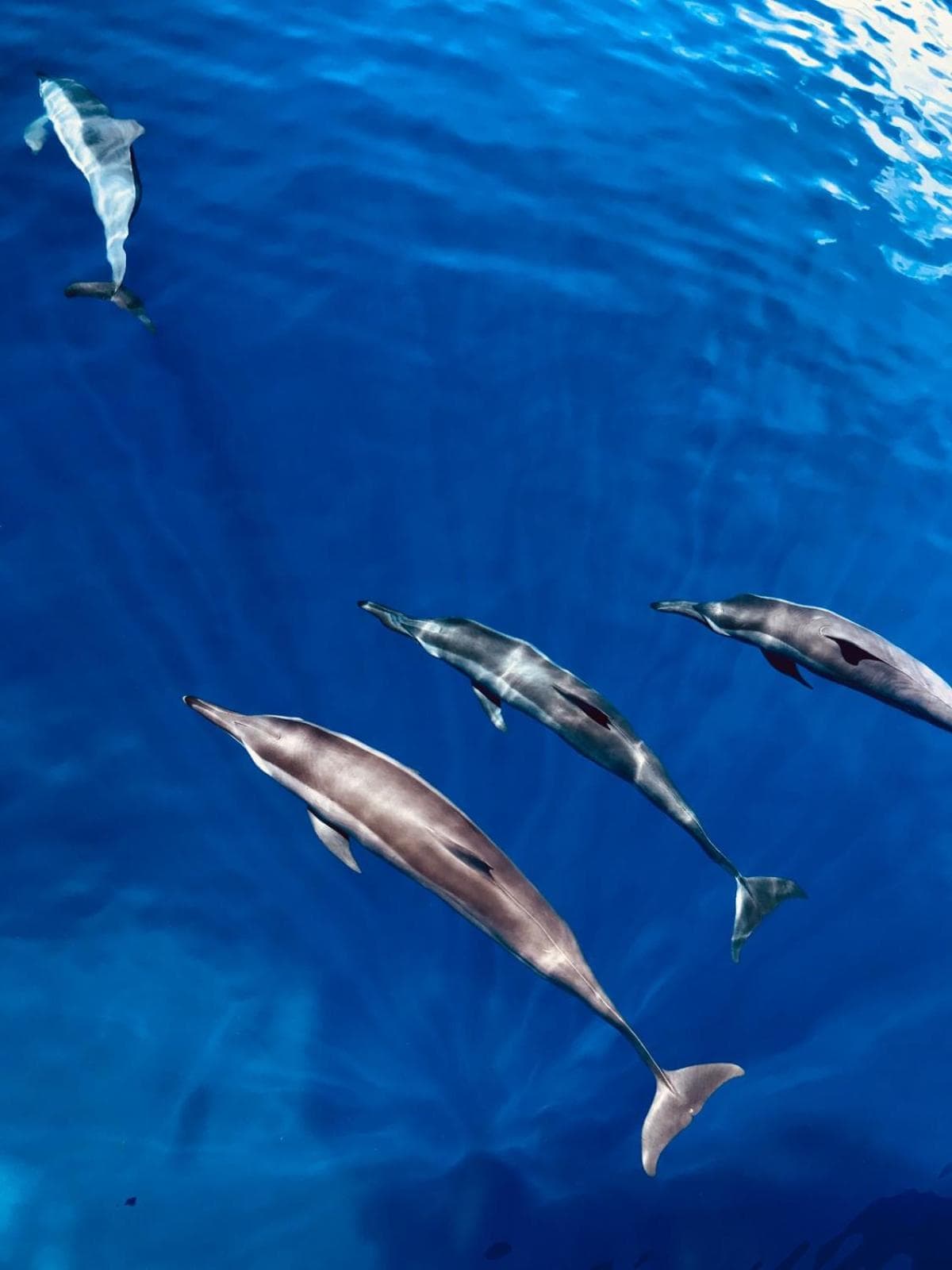 Ras Rana Lodge - View 70