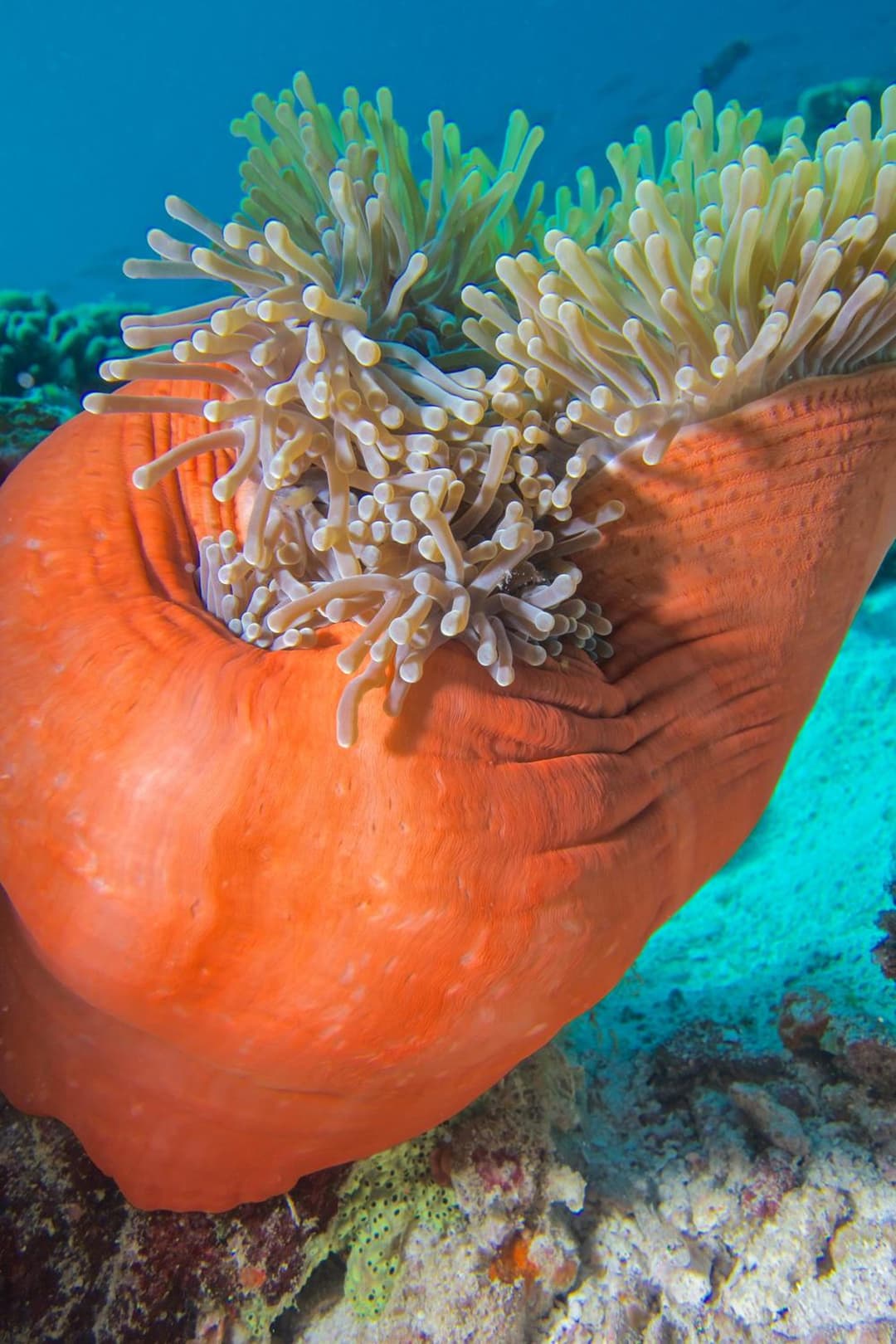 Milaidhoo Maldives - View 41
