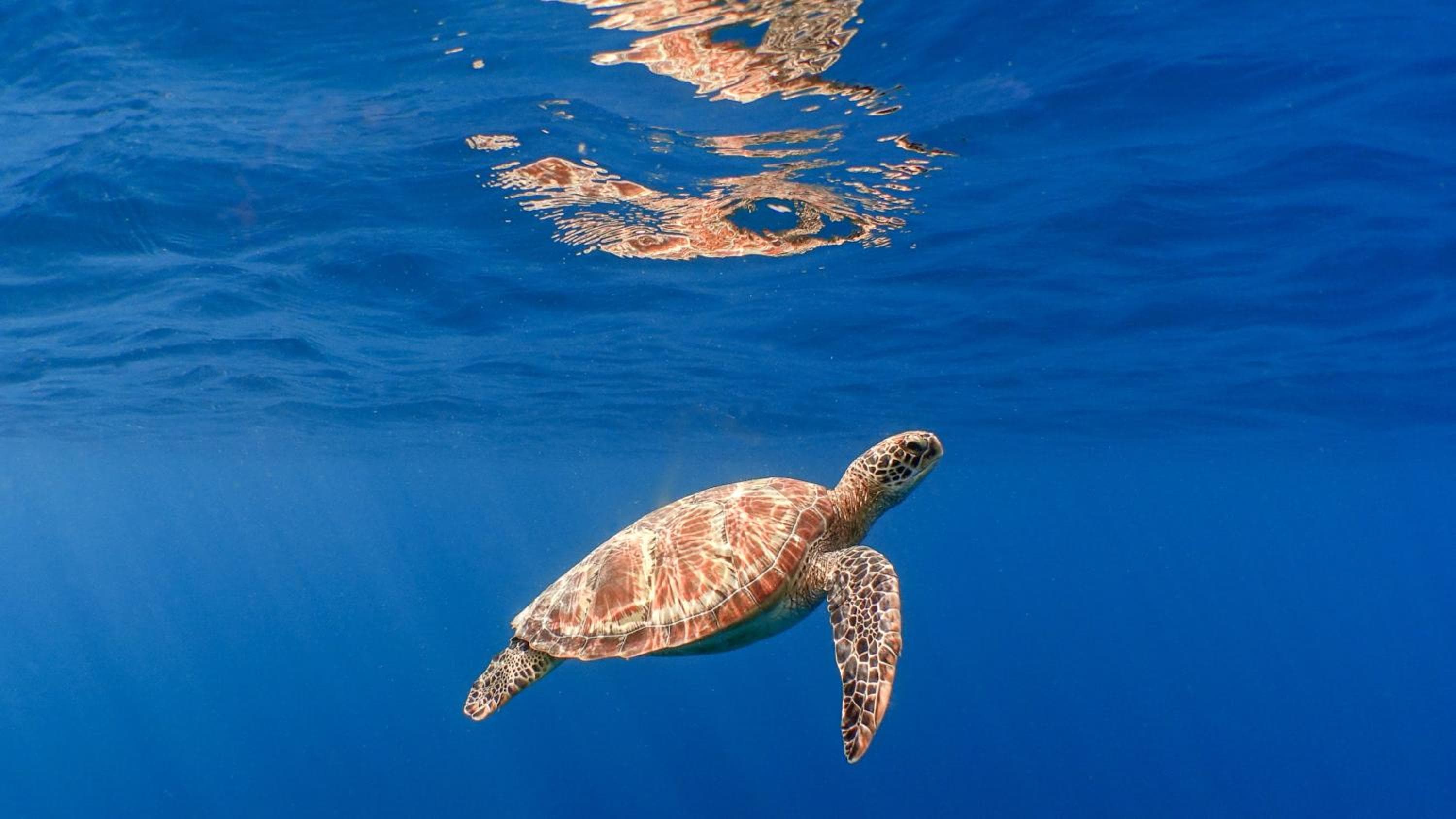 Kuredhivaru Resort and Spa - Maldives - View 90