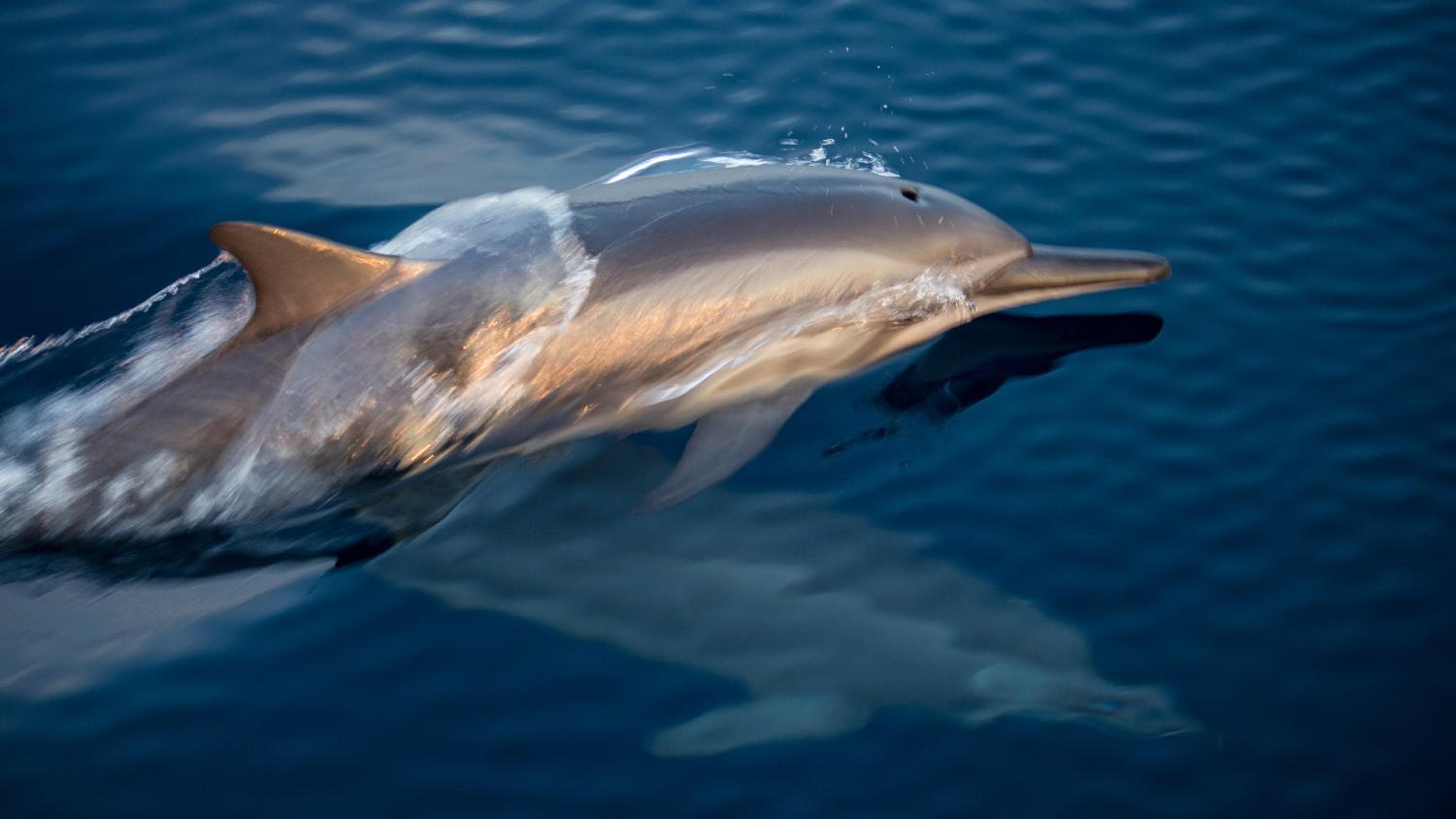 Kuredhivaru Resort and Spa - Maldives - View 95