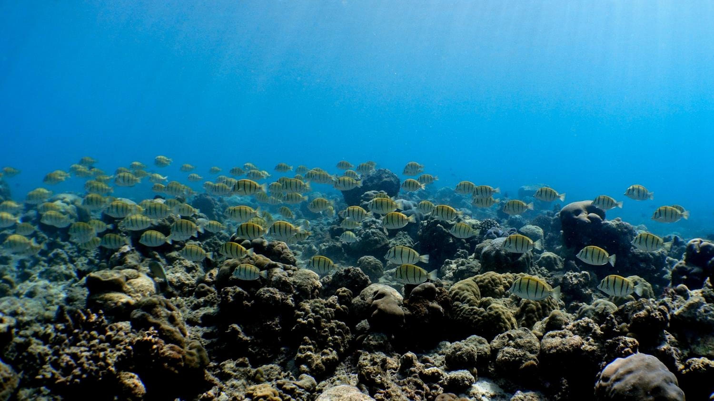 Kuredhivaru Resort and Spa - Maldives - View 84