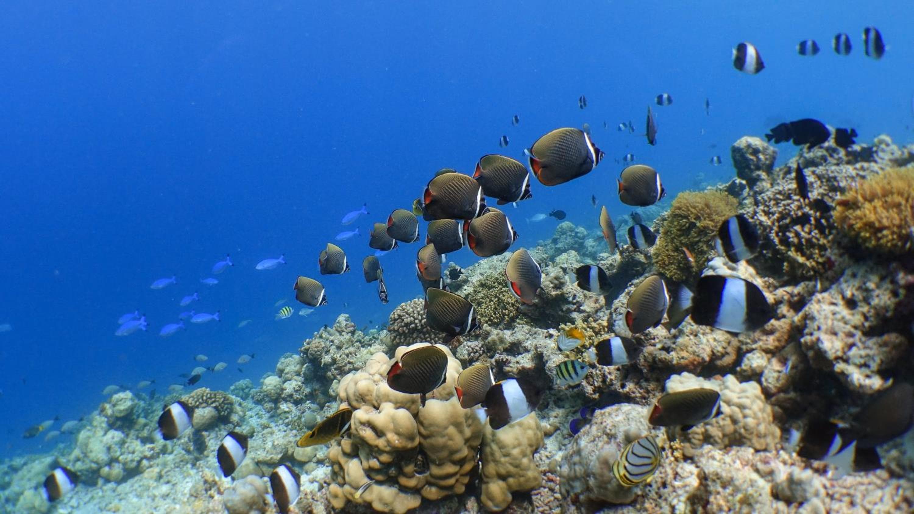 Kuredhivaru Resort and Spa - Maldives - View 57