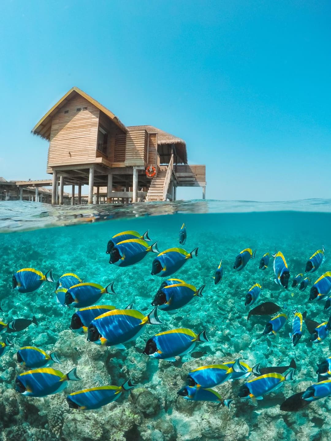 Vakkaru Maldives - Luxury Private Island Resort - View 59