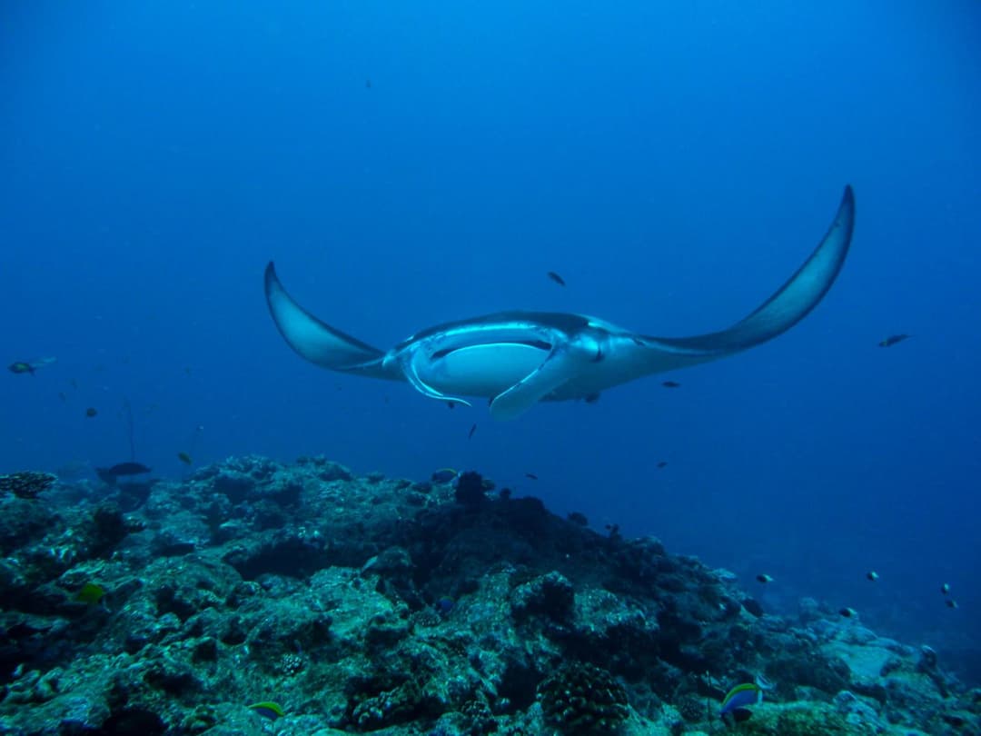 Milaidhoo Maldives - View 21