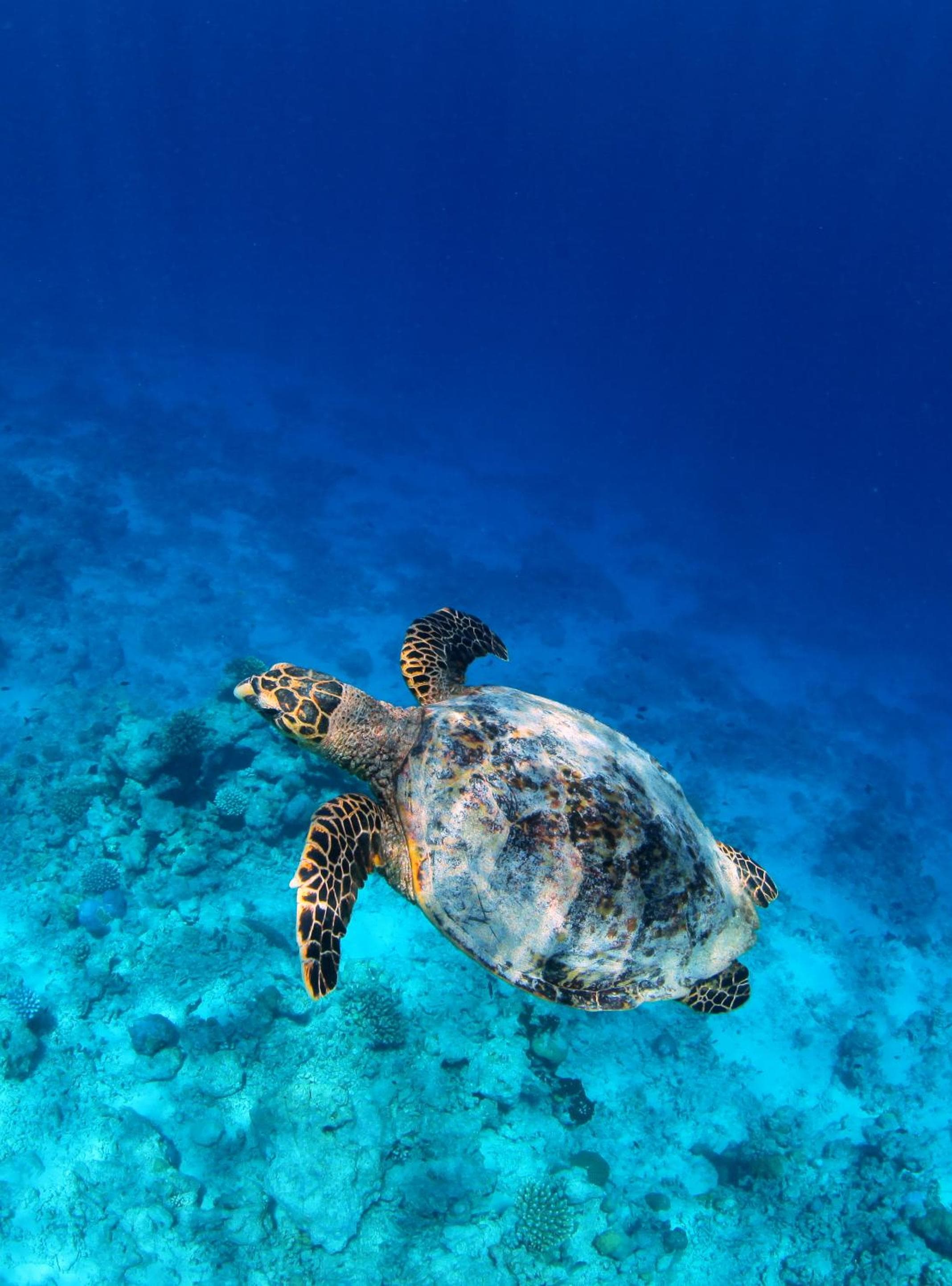 Soneva Fushi - View 38