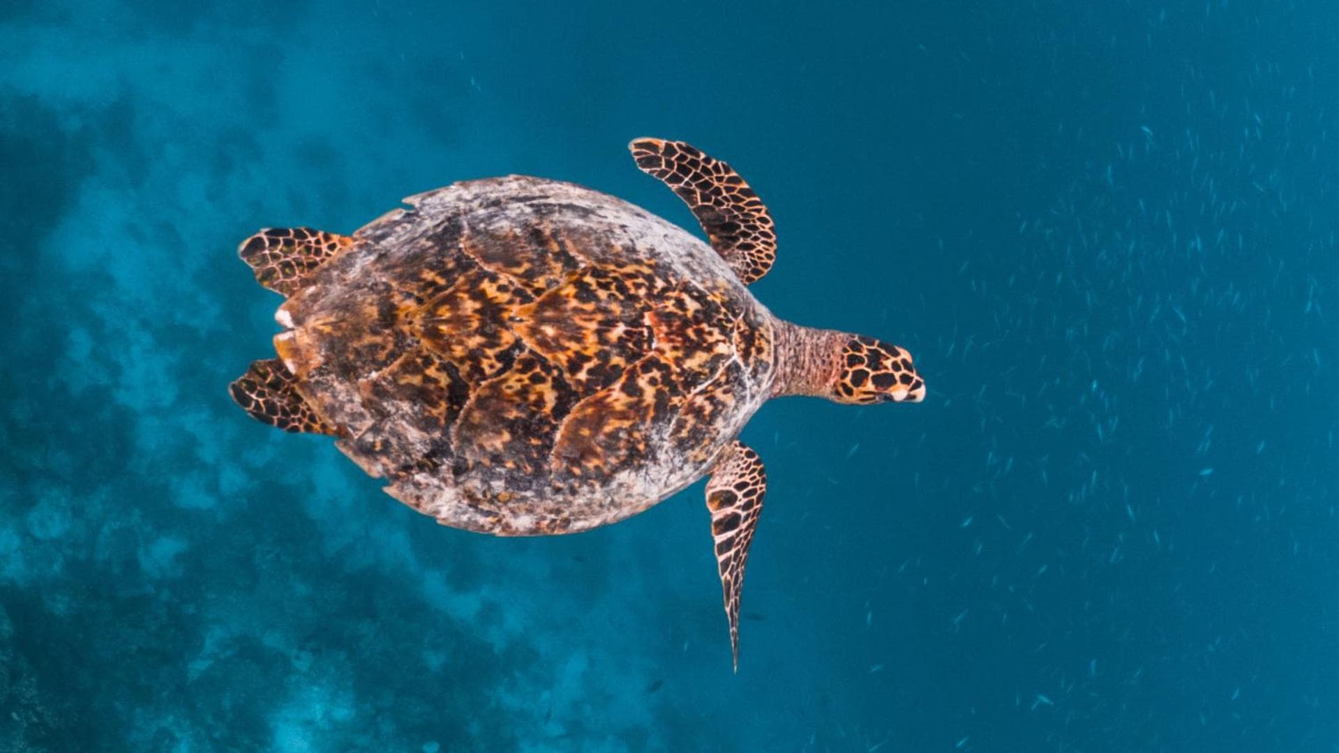 Arena Beach Hotel - View 50