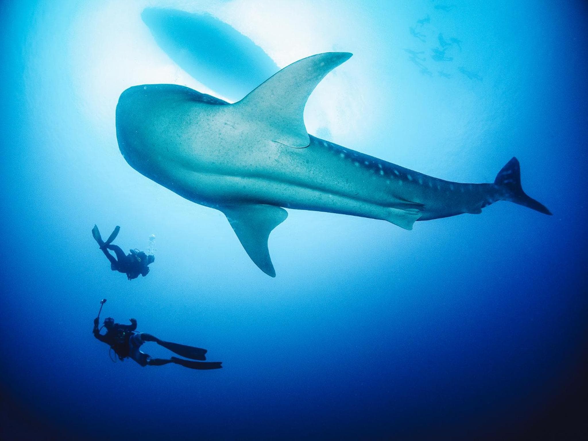 Bliss Dhigurah - View 77