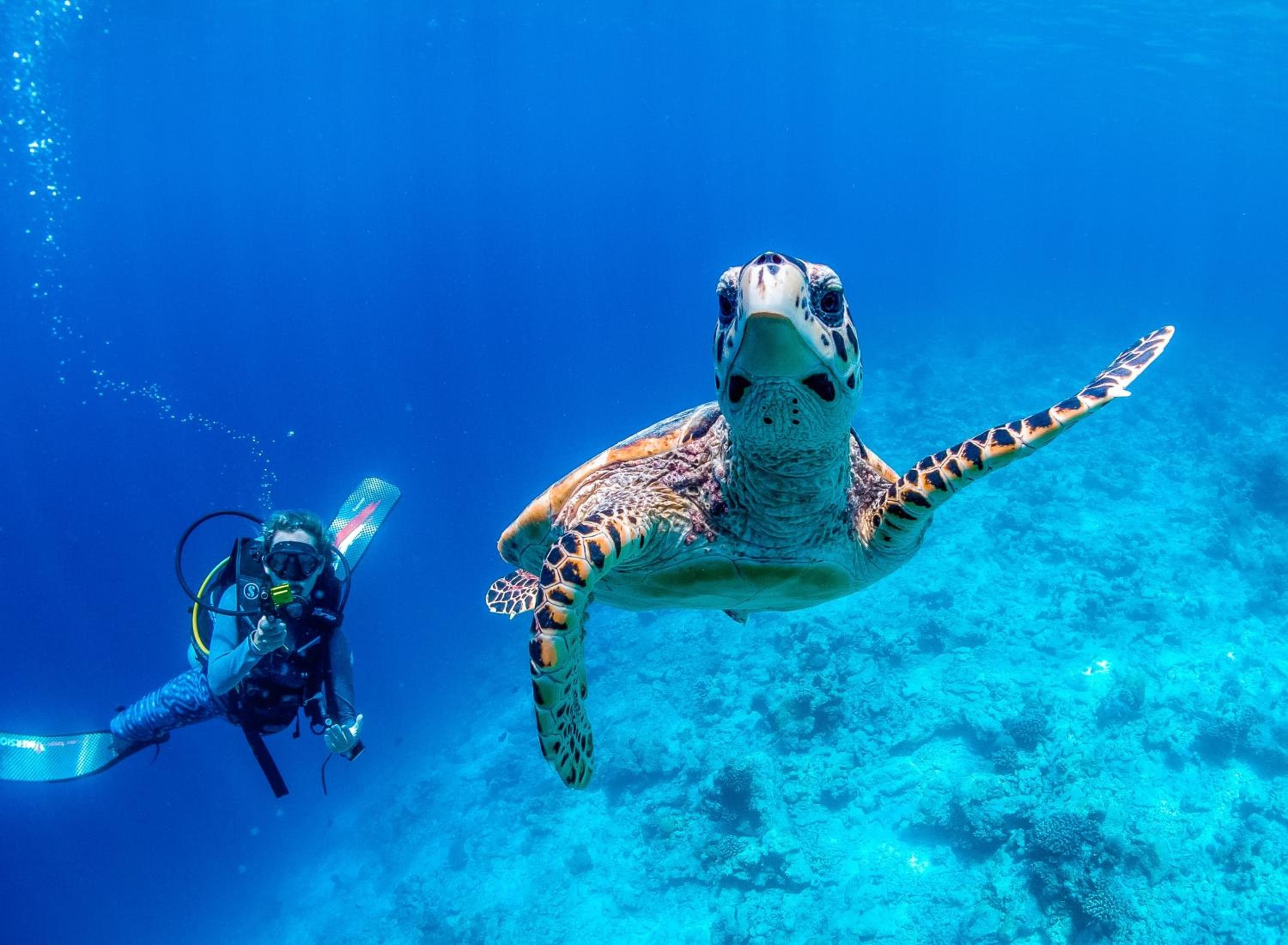 Bliss Dhigurah - View 106