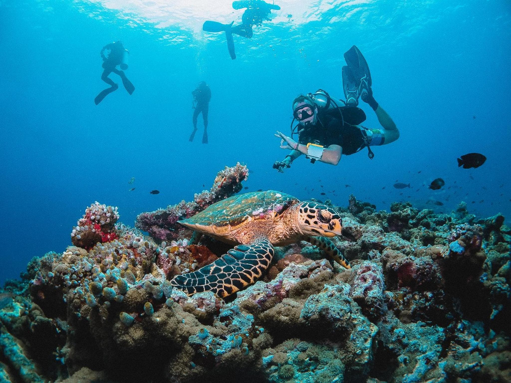 Bliss Dhigurah - View 111