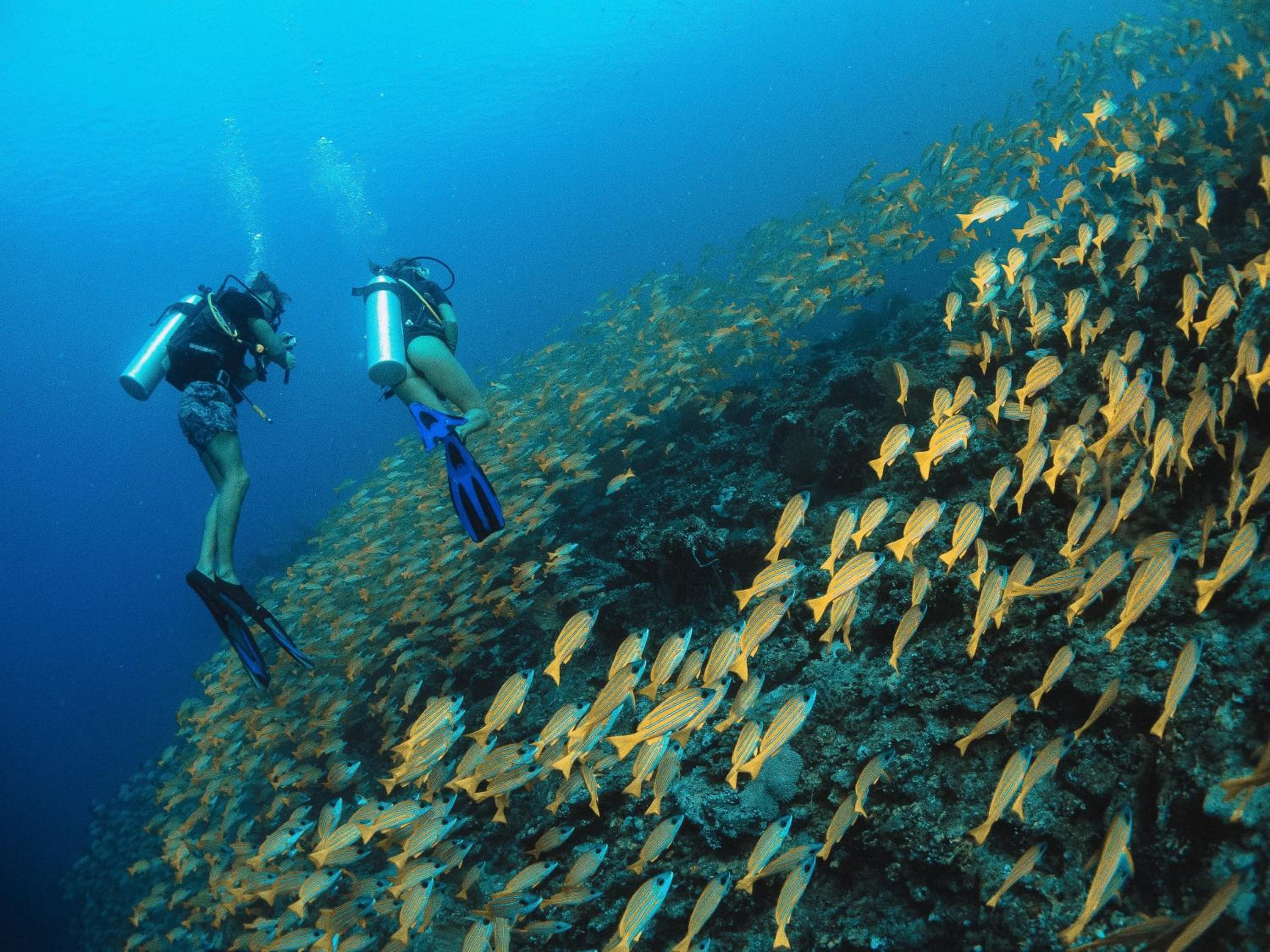 Bliss Dhigurah - View 90