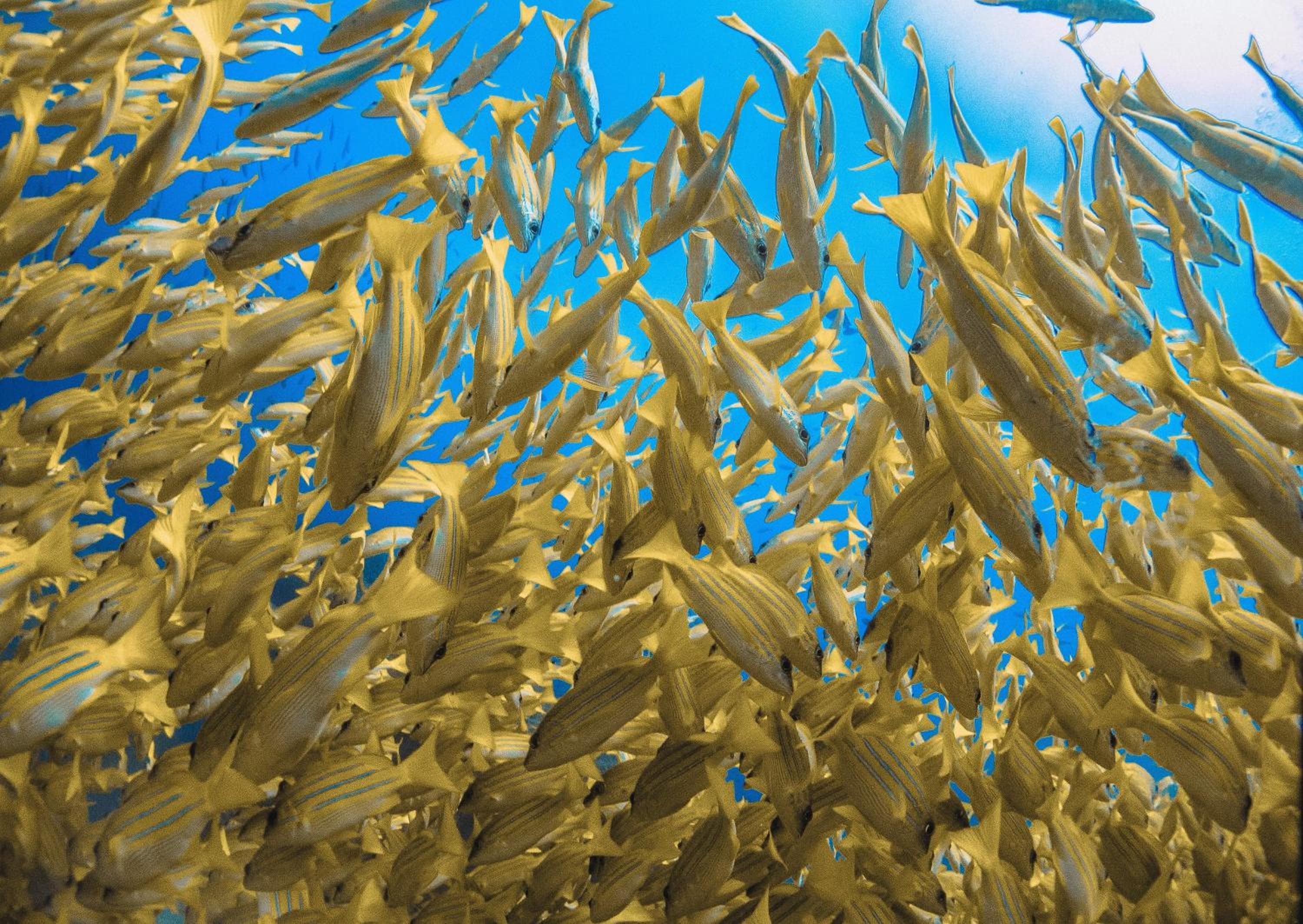 Bliss Dhigurah - View 99