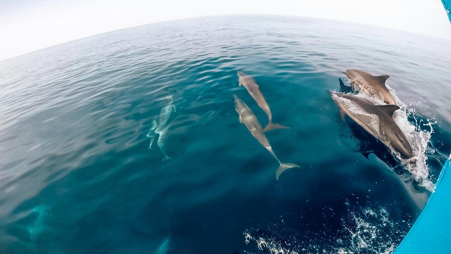 Bliss Dhigurah - View 109